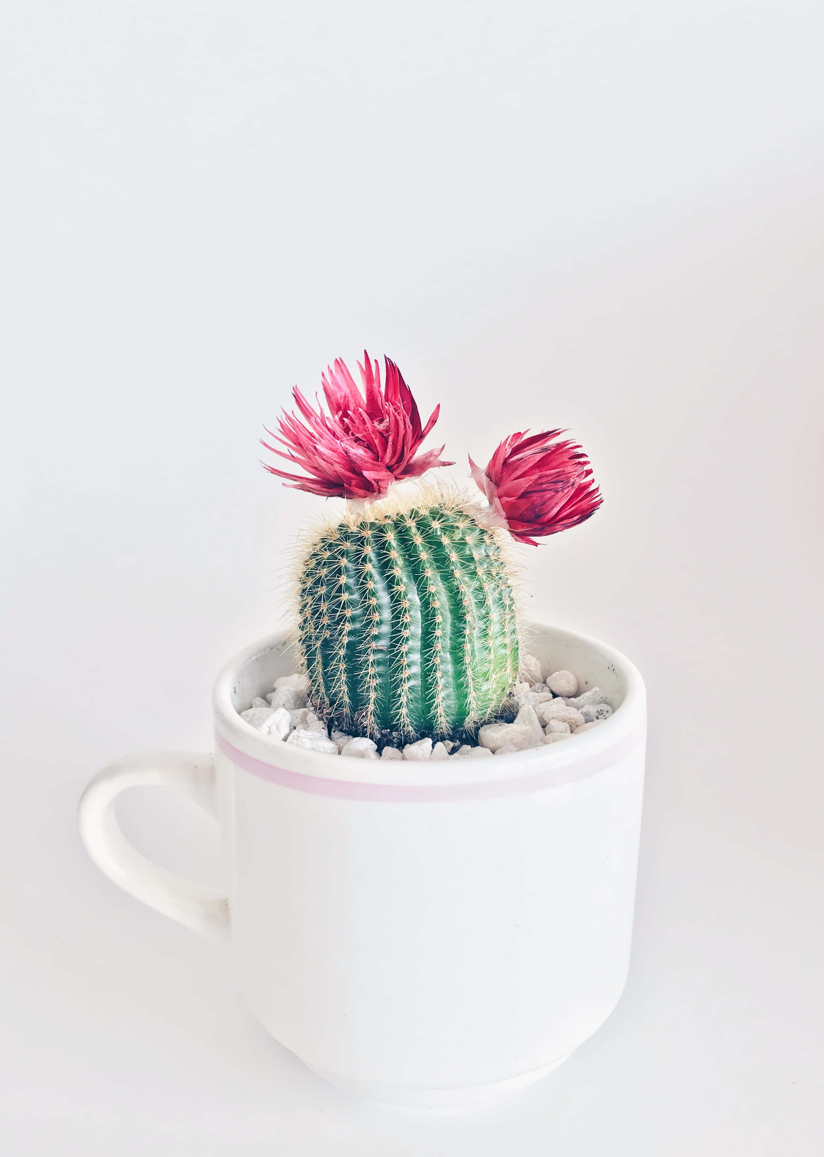cactus flower, white ceramic mug, pebbles, 4K Phone Wallpaper