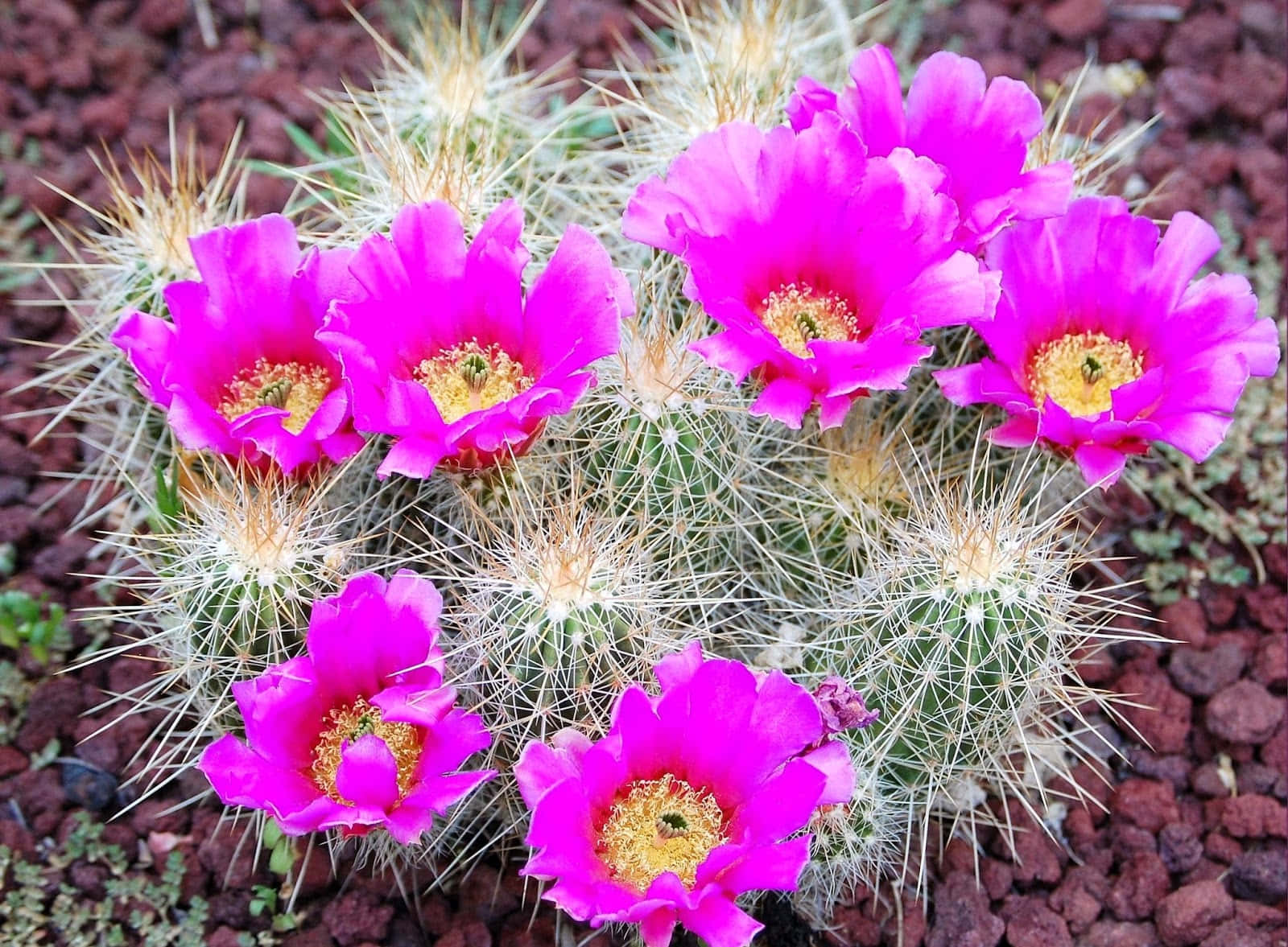 Strawberry Hedgehog Cactus Flower, vibrant pink, spiky green stems, HD Desktop Wallpaper