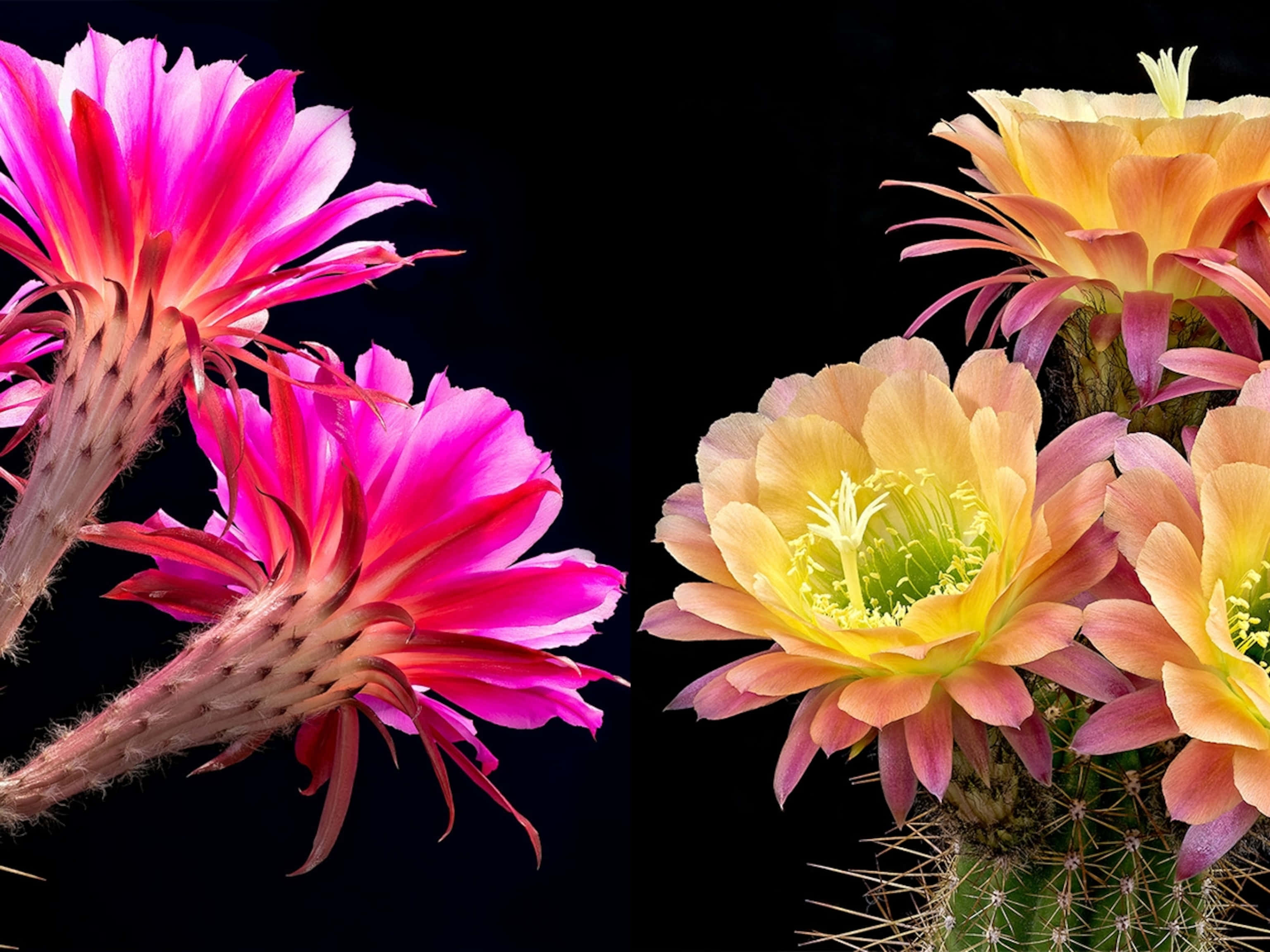 blooming cactus flower, vibrant pink, peach, 2K Desktop Wallpaper