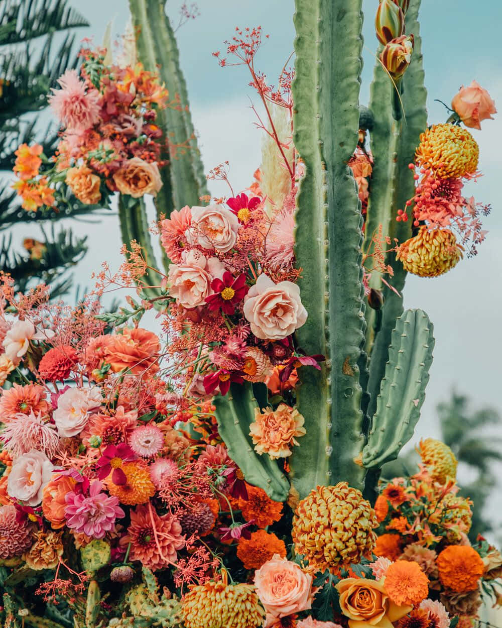 cactus flower, coral peach, orange, SD Phone Wallpaper