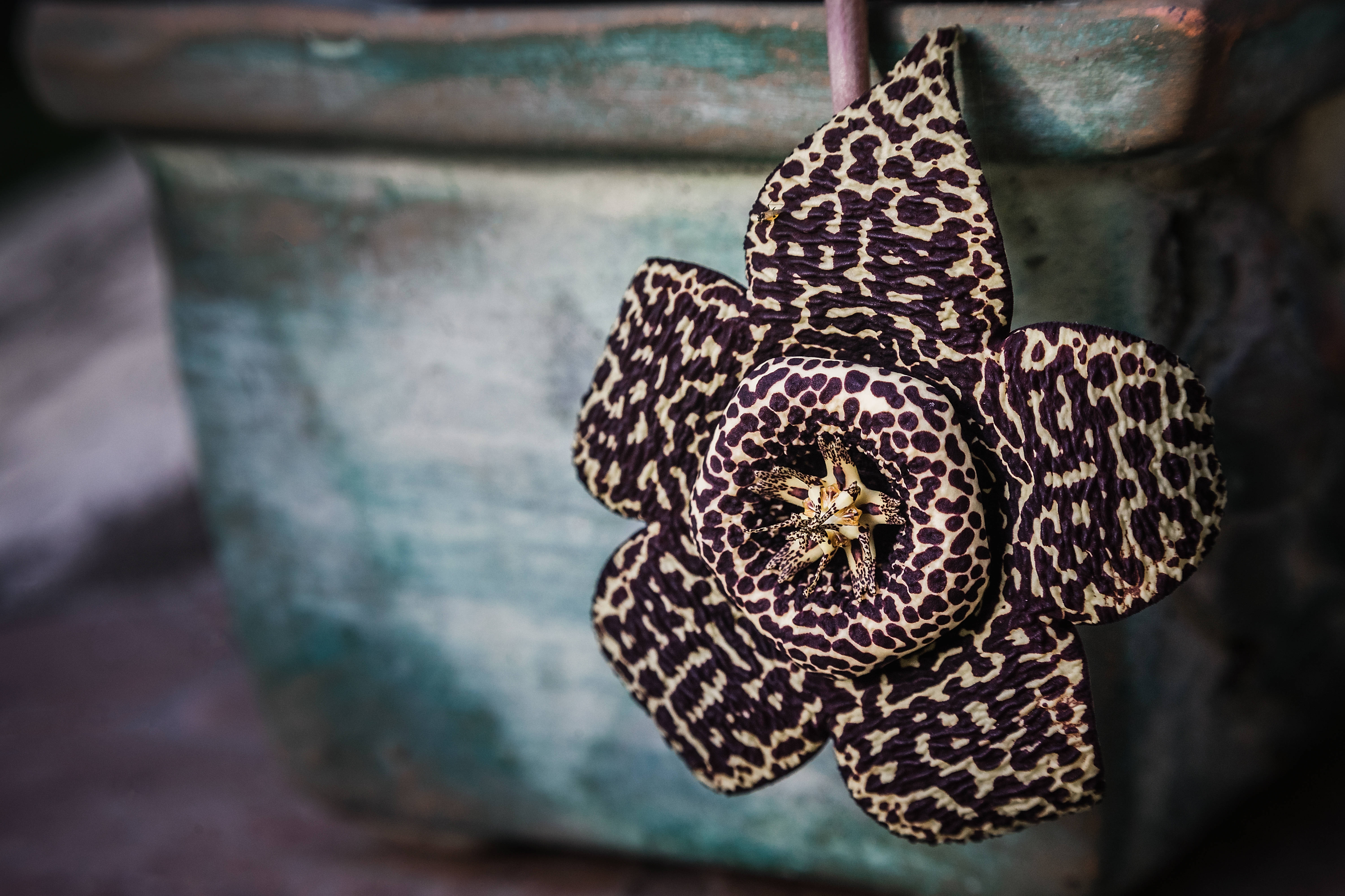 brown spotted cactus flower, leopard-print flower, dark spots, 5K Desktop Wallpaper