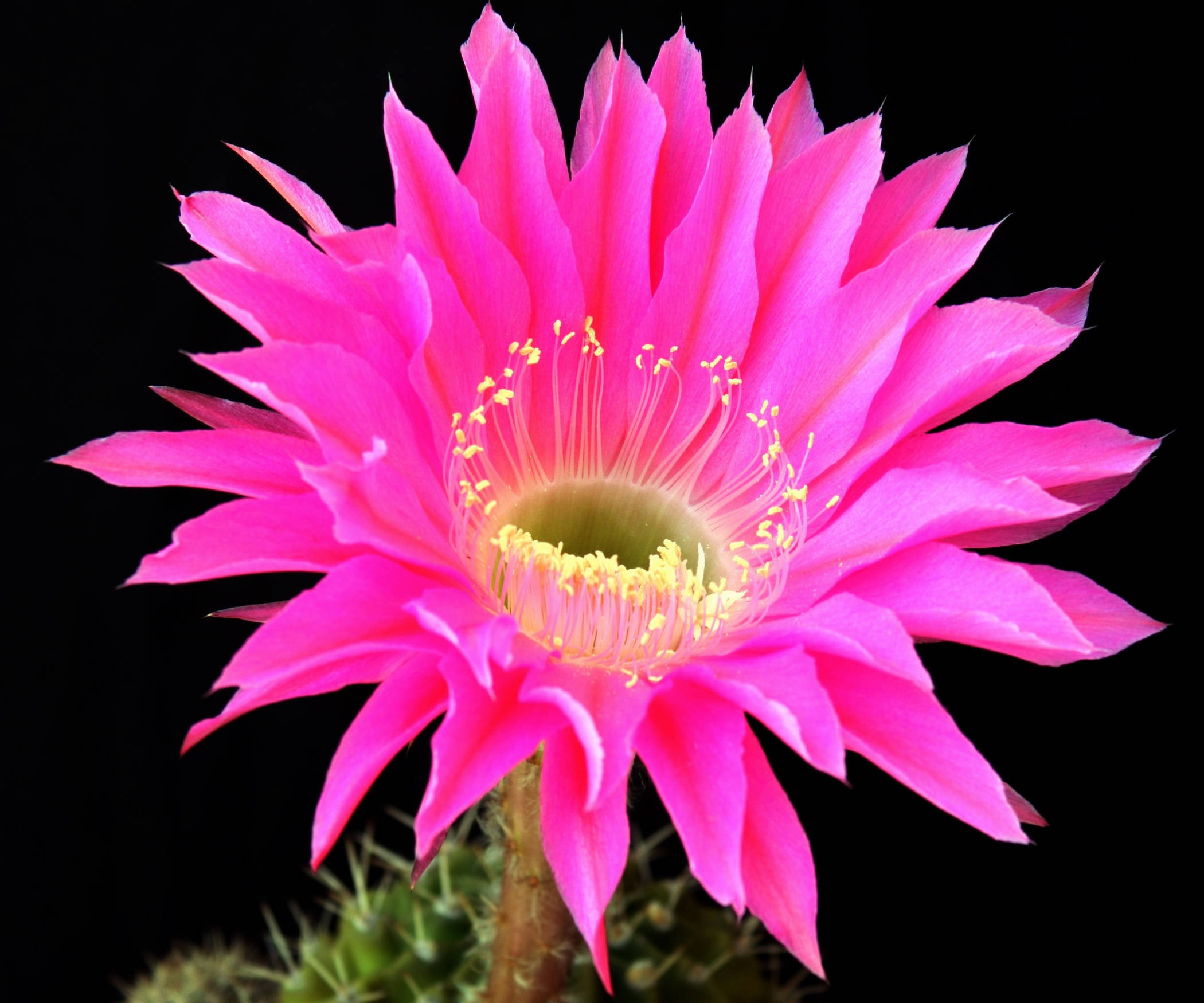 pink blossomed cactus flower, cactus flower, vibrant pink, Full HD Desktop Wallpaper