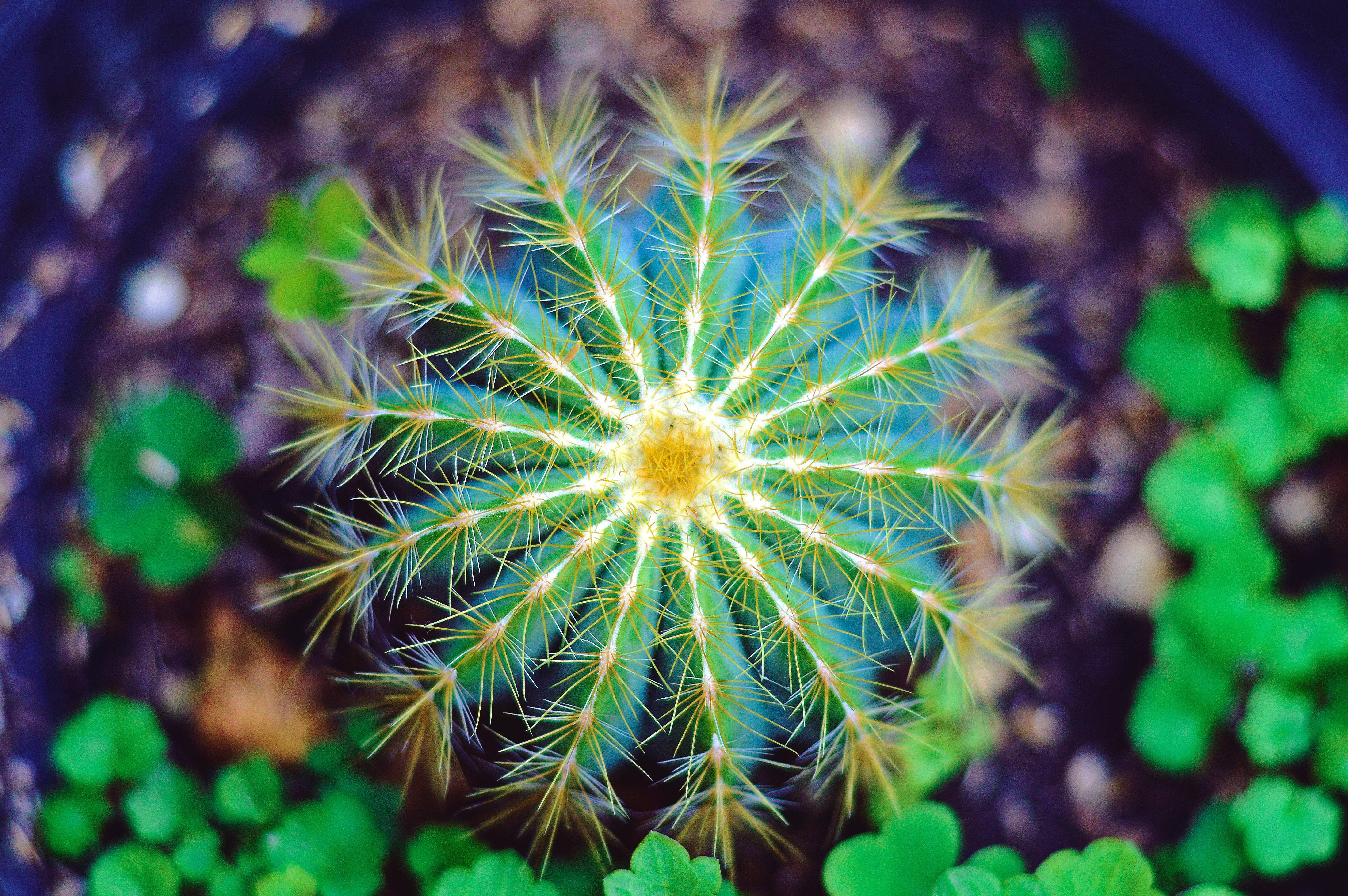 round blue cactus thorns, spherical cactus, golden spines, 5K Desktop Wallpaper