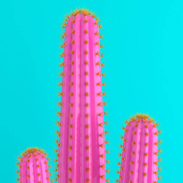 pink cactus, golden spines, turquoise background, SD Desktop Wallpaper