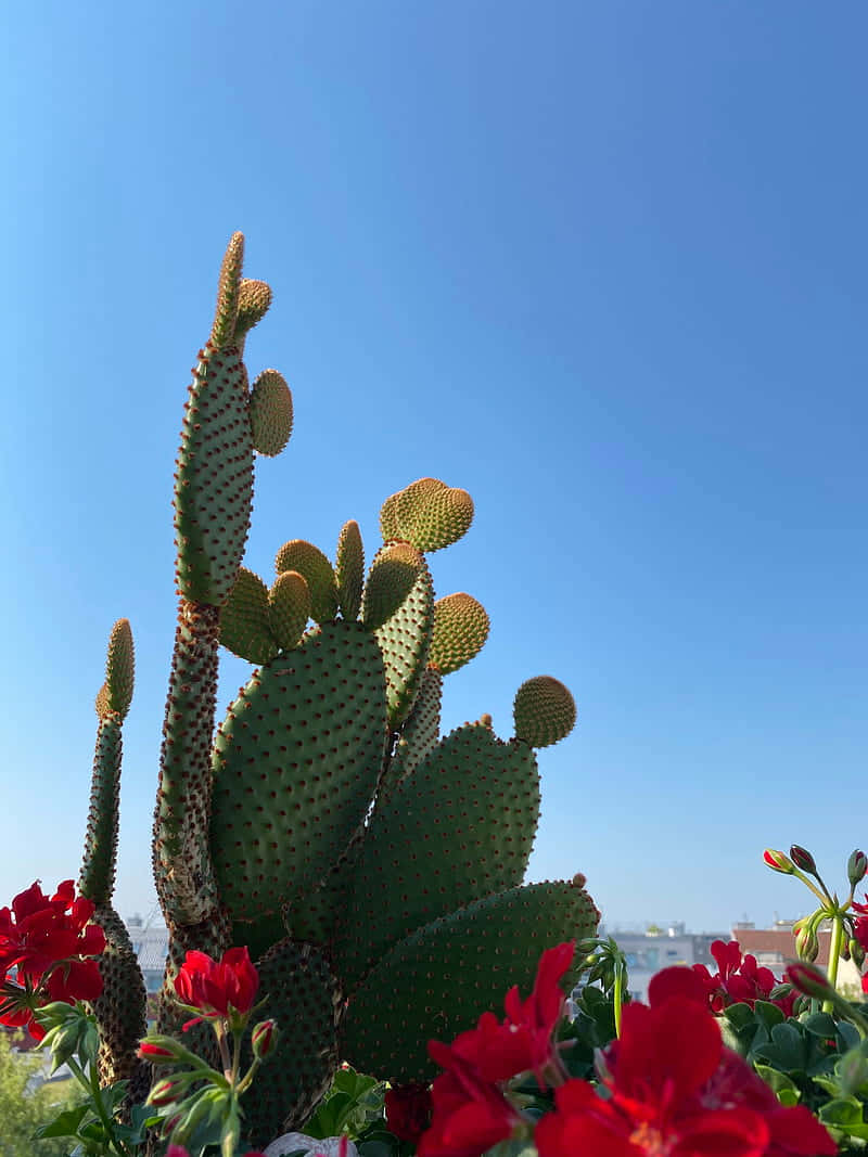 Barbary fig, prickly pear cactus, red flowers, SD Phone Wallpaper