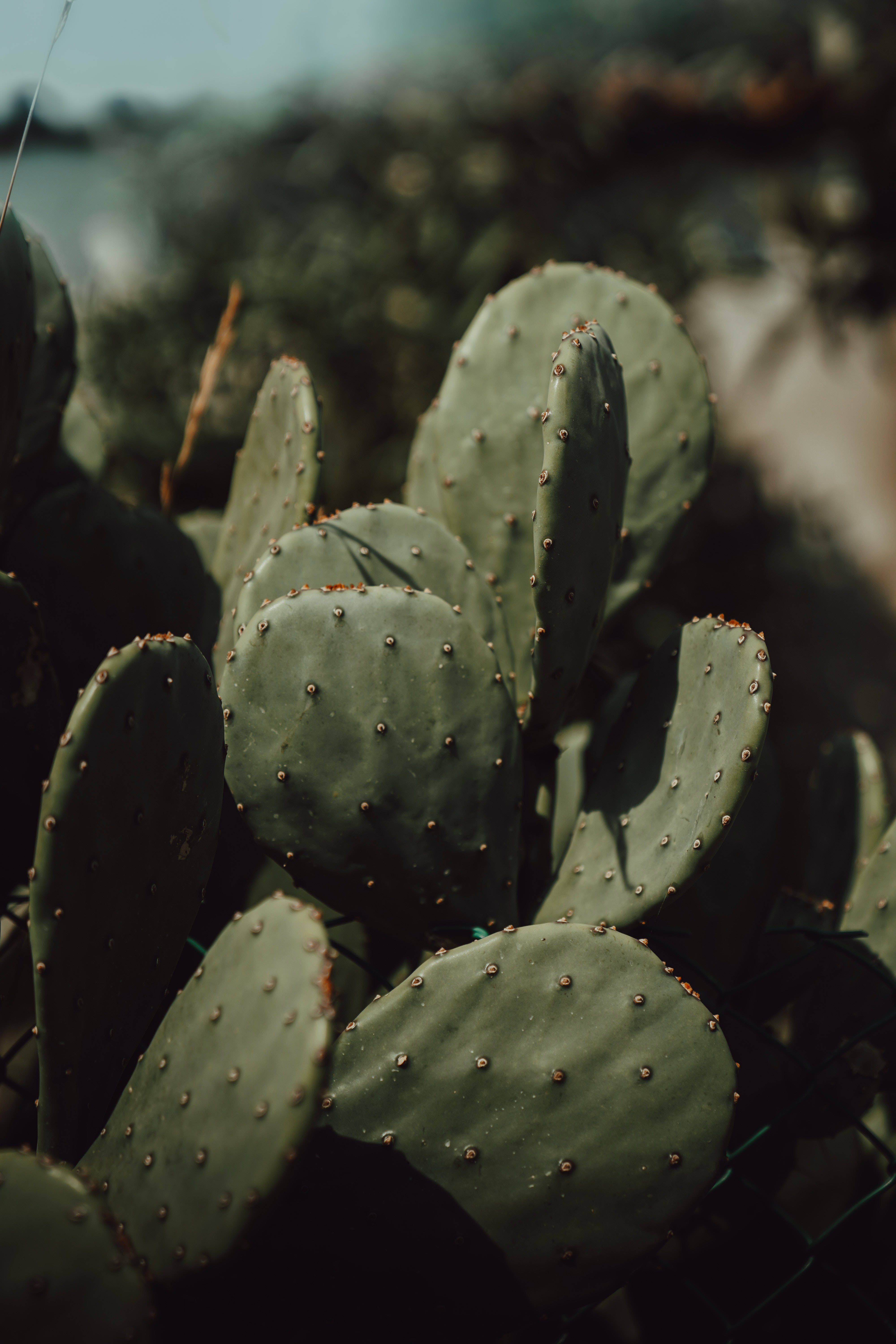 prickly pear cactus, cactus pads, tiny spines, 5K Phone Wallpaper