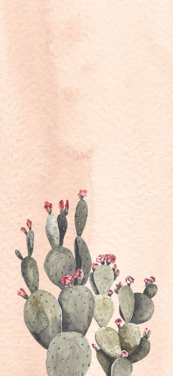 Cactus iPhone, prickly pear cactus, pink flowers, SD Phone Wallpaper