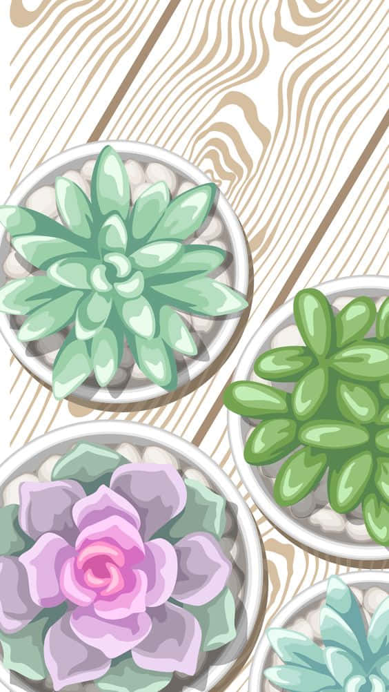 Cactus iPhone, succulents, light wood grain surface, SD Phone Wallpaper