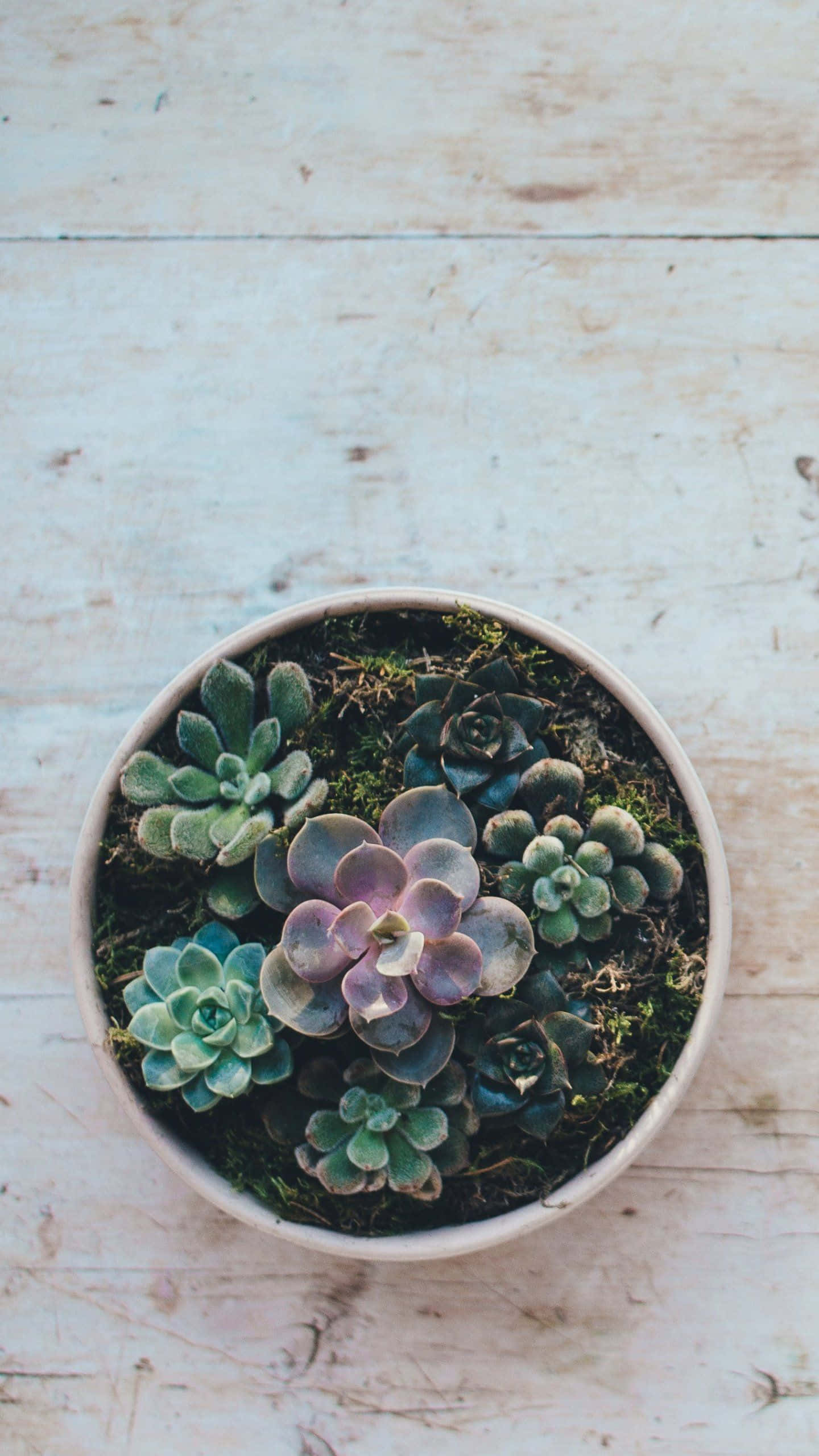 Cactus iPhone, succulents, ceramic pot, 2K Phone Wallpaper