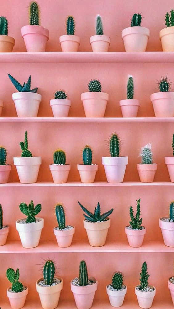 Cactus iPhone, pink pots, pastel pots, SD Phone Wallpaper