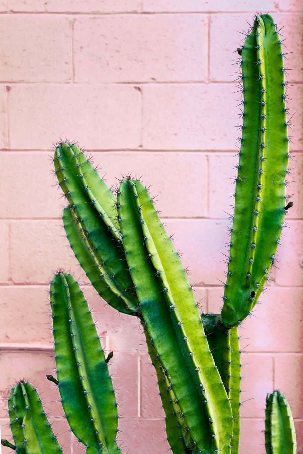 Cactus iPhone, vibrant green cactus stalks, sharp spines, HD Phone Wallpaper