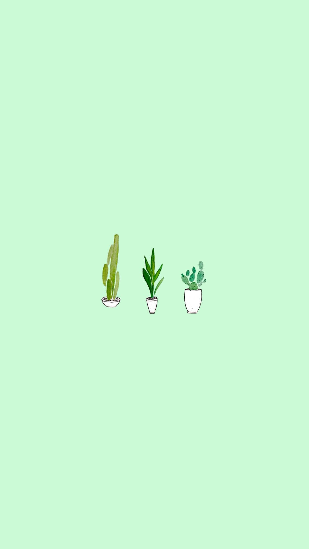 green aesthetic, mint green background, minimalist potted plants, Full HD Phone Wallpaper
