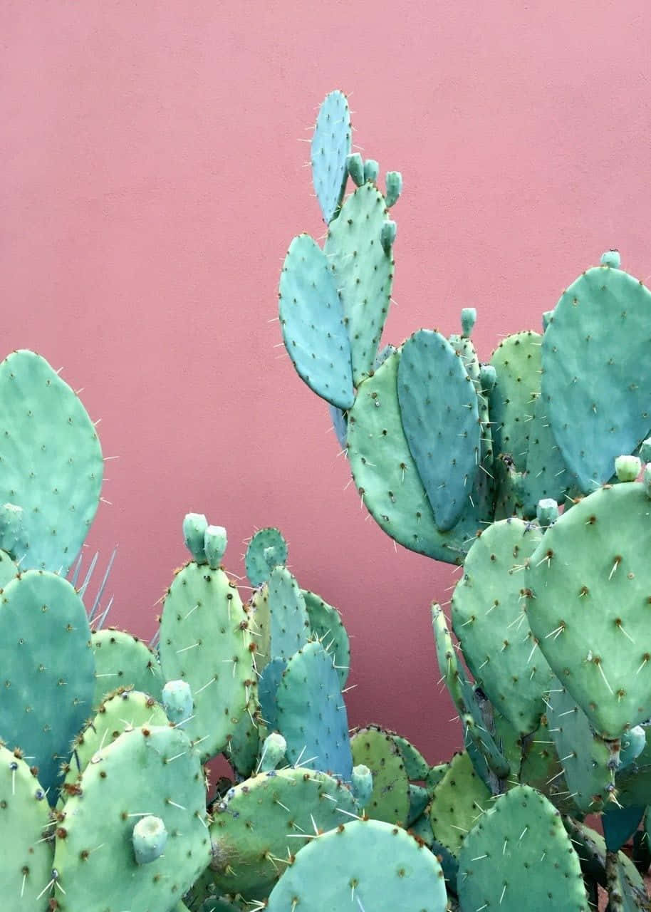 Cactus iPhone, Prickly pear cactus, dusty rose wall, HD Phone Wallpaper
