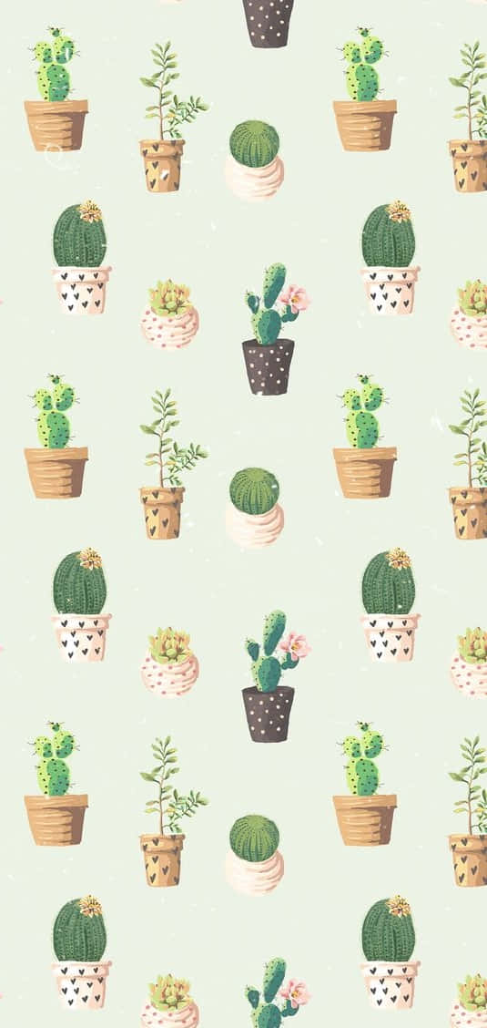 cactus iPhone, potted cacti, succulents, SD Phone Wallpaper