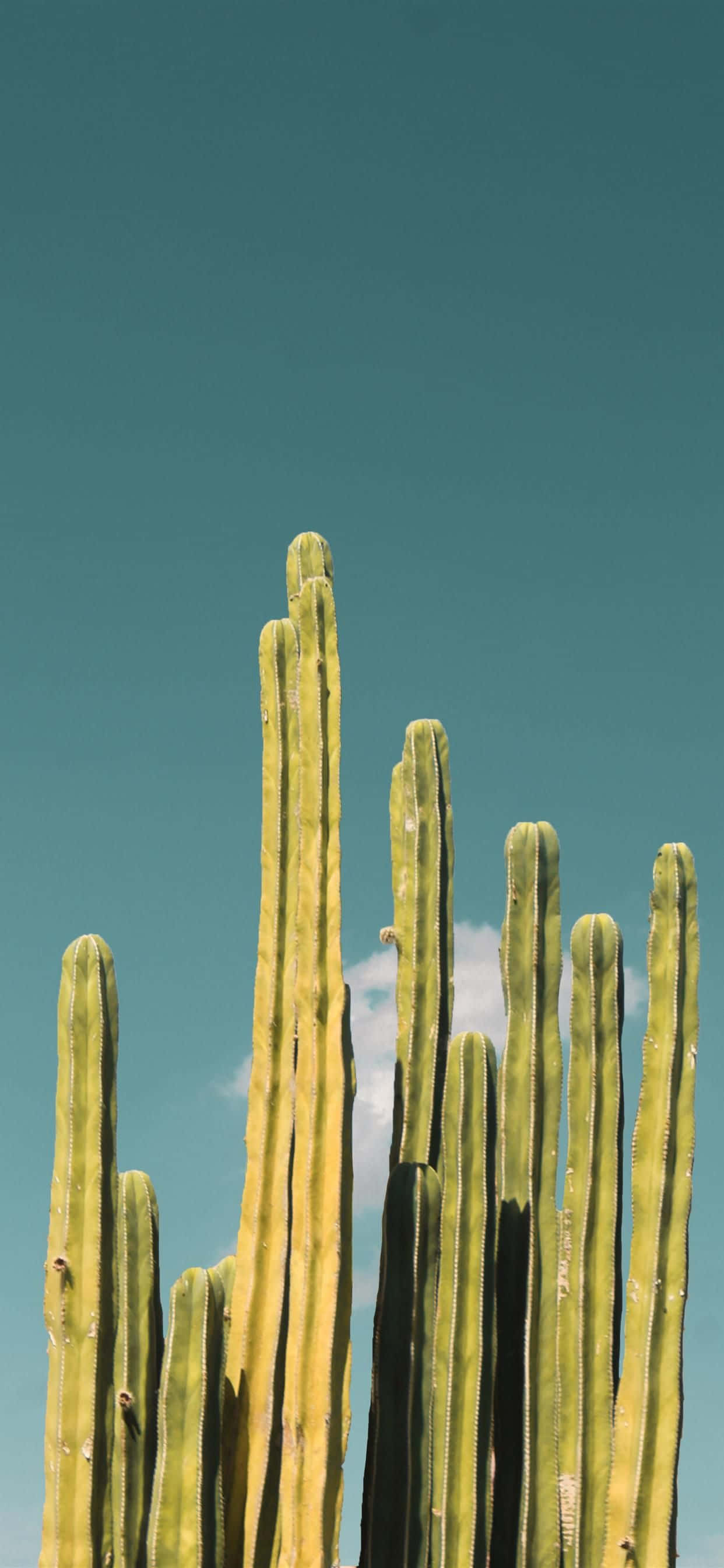 Cactus iPhone, blue sky, teal sky, 2K Phone Wallpaper