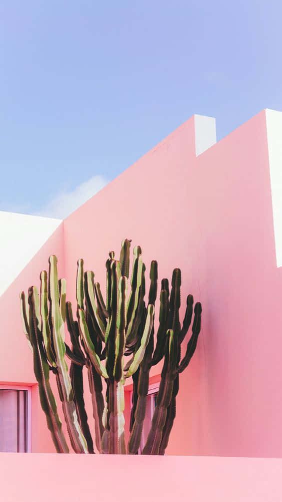 cactus, iPhone, pink geometric building, SD Phone Wallpaper