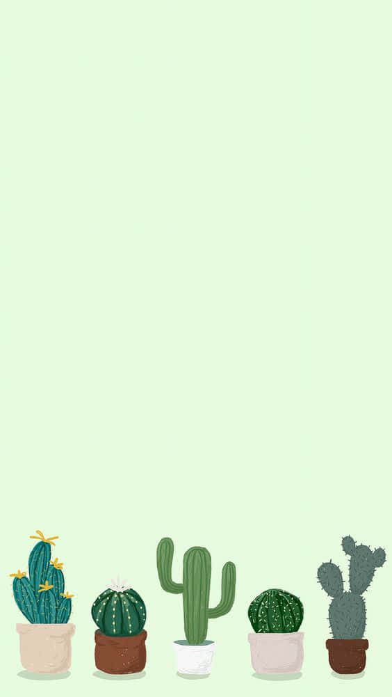 cactus, potted cacti, mint green background, SD Phone Wallpaper