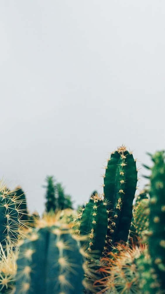 cactus, cloudy sky, green cacti, SD Phone Wallpaper