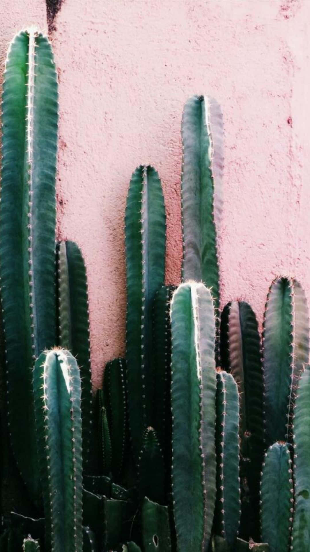 Cactus iPhone, tall green cacti, spines, Full HD Phone Wallpaper