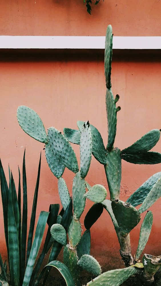 Cactus iPhone, prickly pear cactus, flat pads, SD Phone Wallpaper