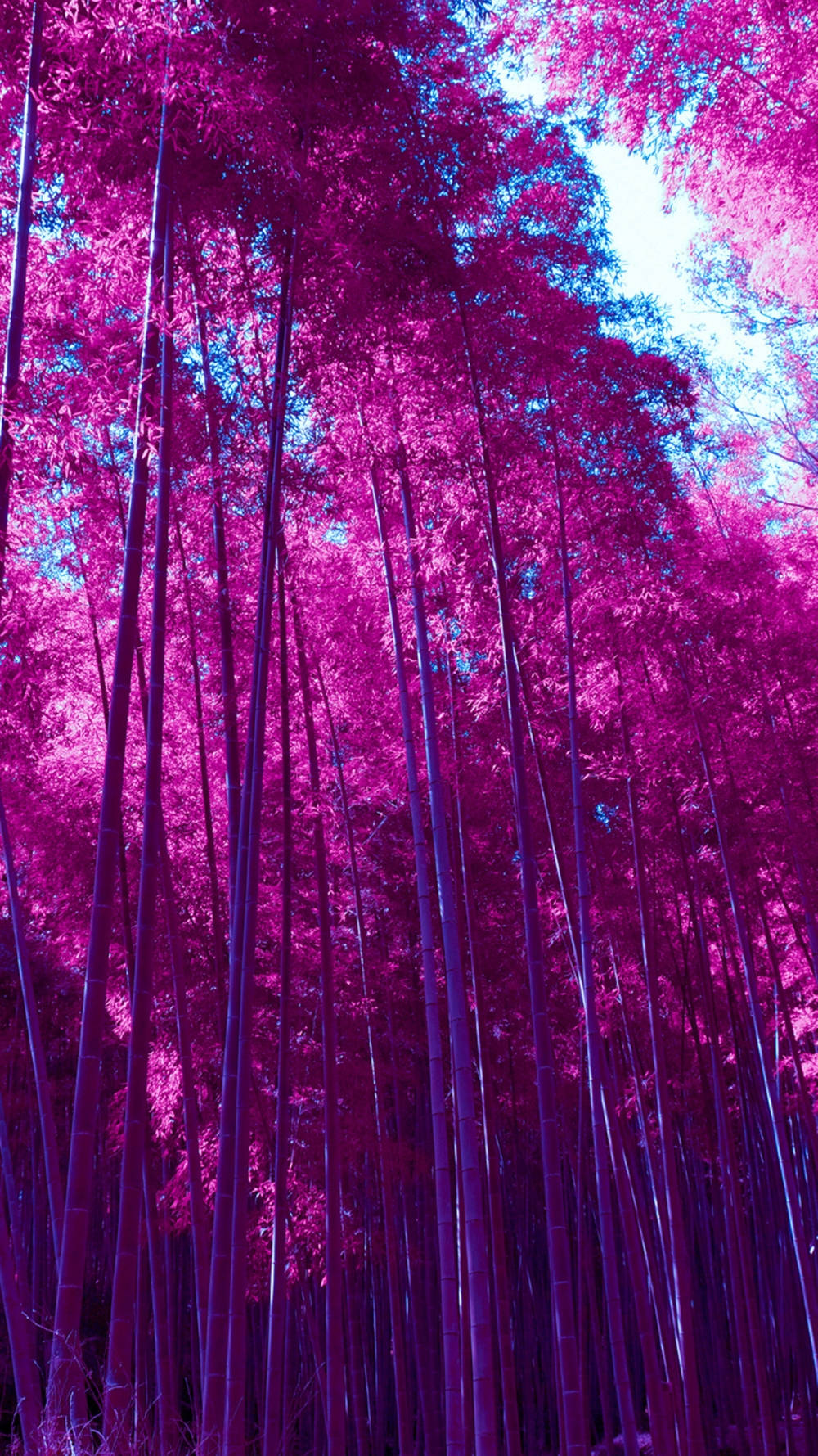 Pink Bamboo Grove iPhone, electric magenta, cyan, HD Phone Wallpaper