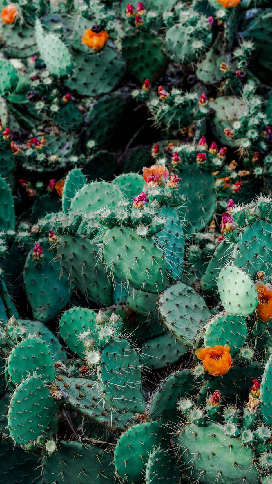 cactus iPhone, prickly pear cacti, orange flowers, HD Phone Wallpaper