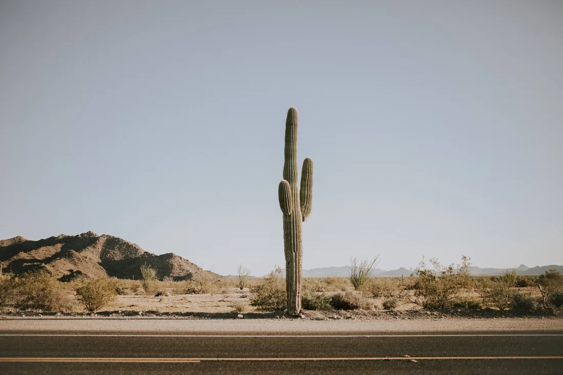 Cactus