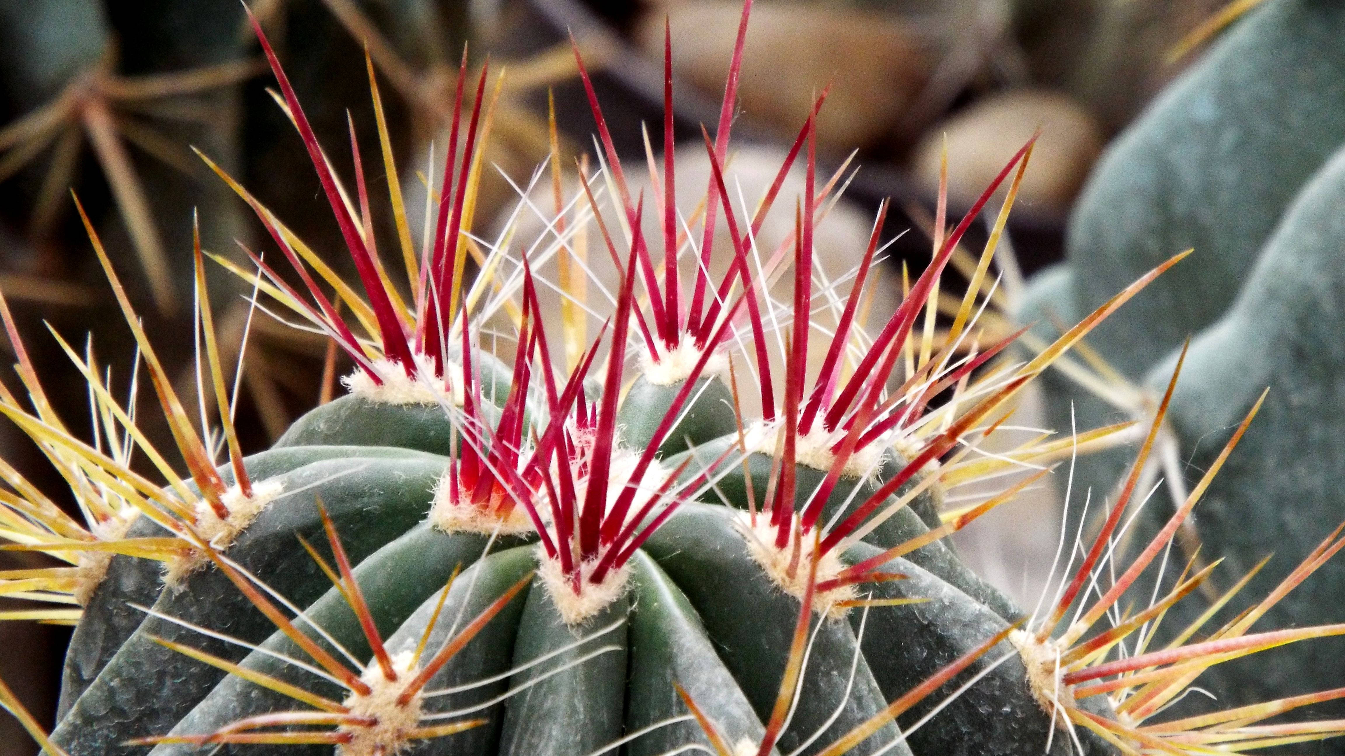 barrel cactus, red cactus flower, vibrant red spines, 4K Desktop Wallpaper