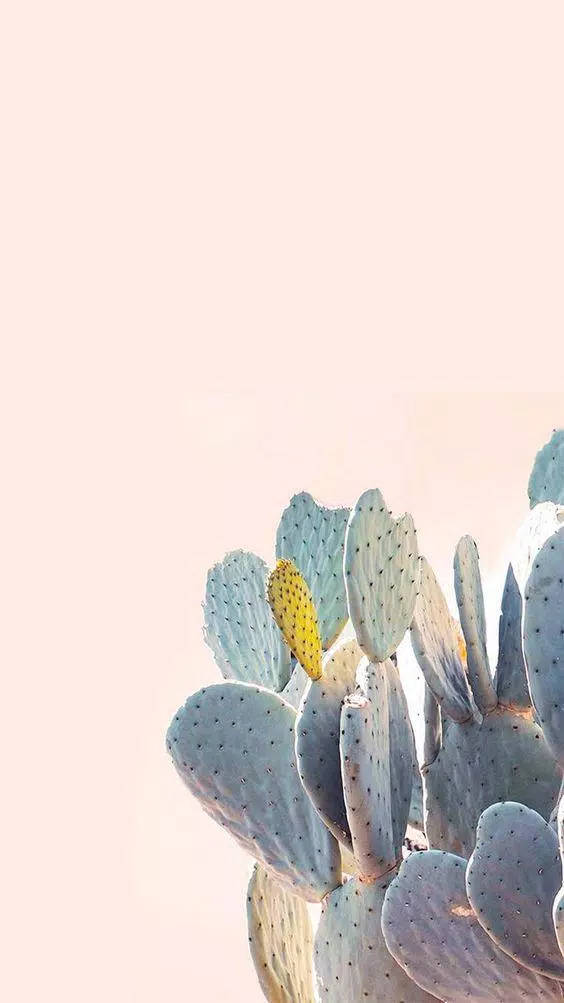 pastel cactus, pink sky, bright yellow bloom, SD Phone Wallpaper