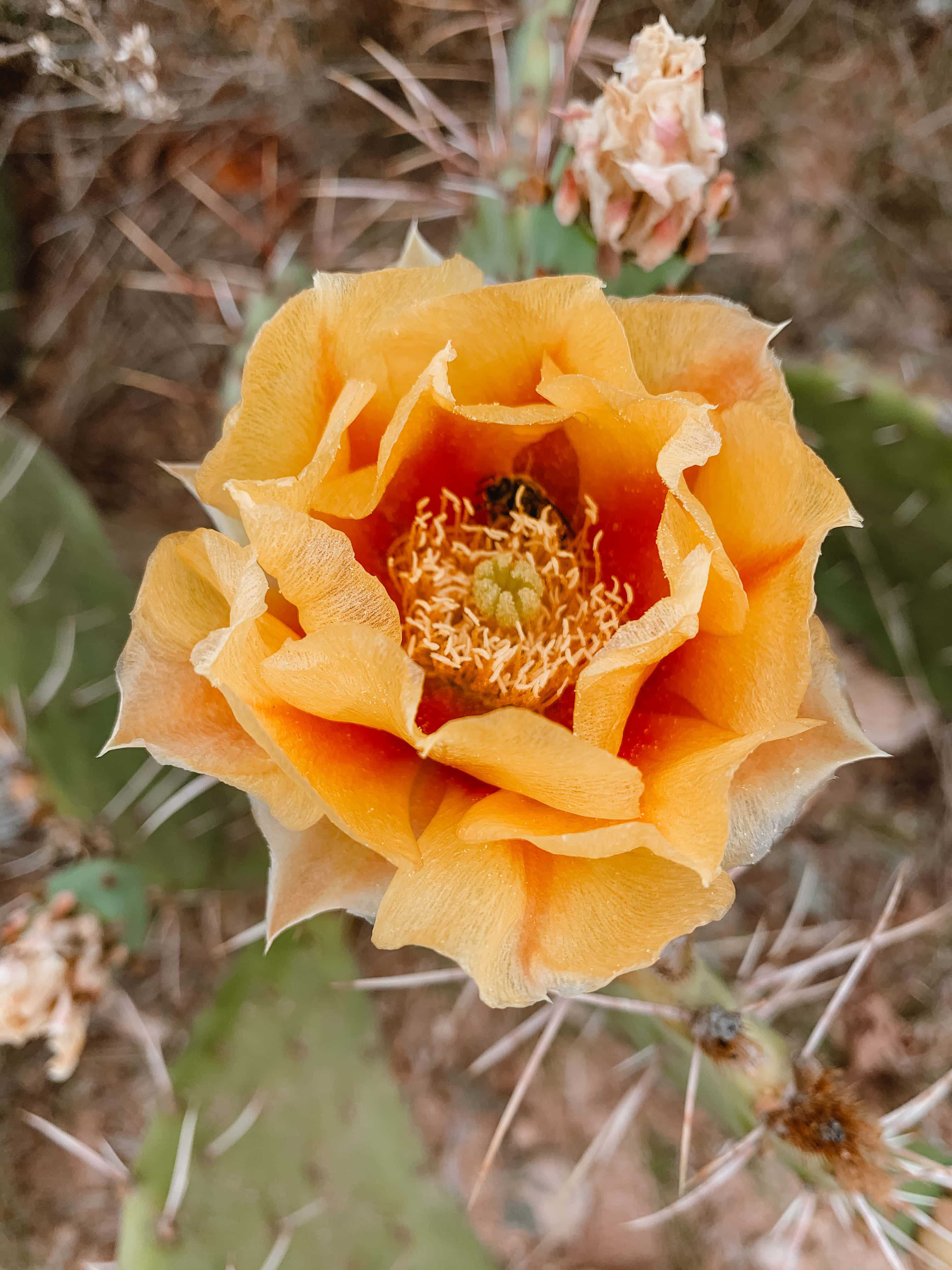plain prickly pear cactus flower, vibrant orange, delicate petals, 4K Phone Wallpaper
