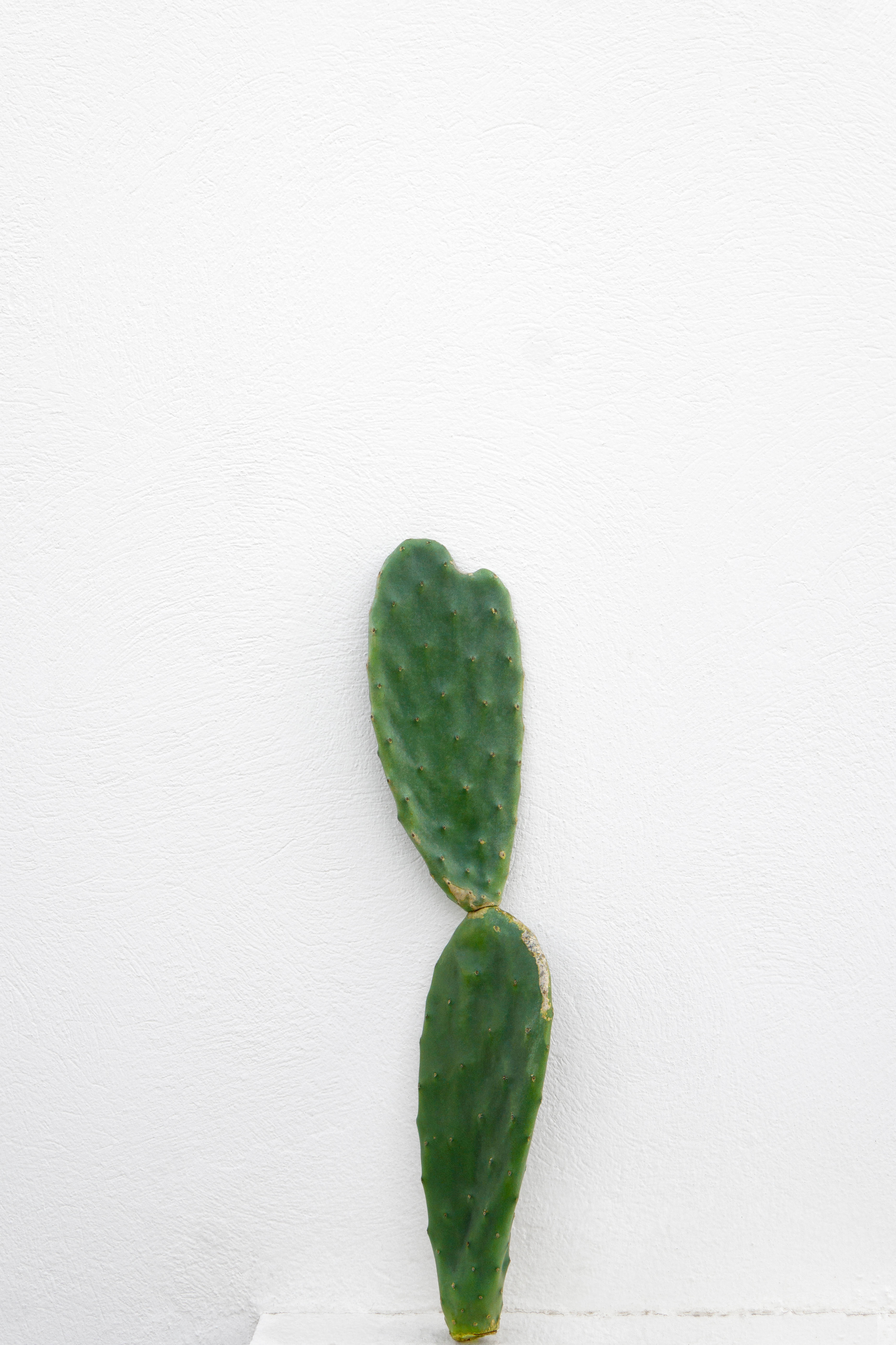 prickly pear cactus, green, textured white wall, 5K Phone Wallpaper