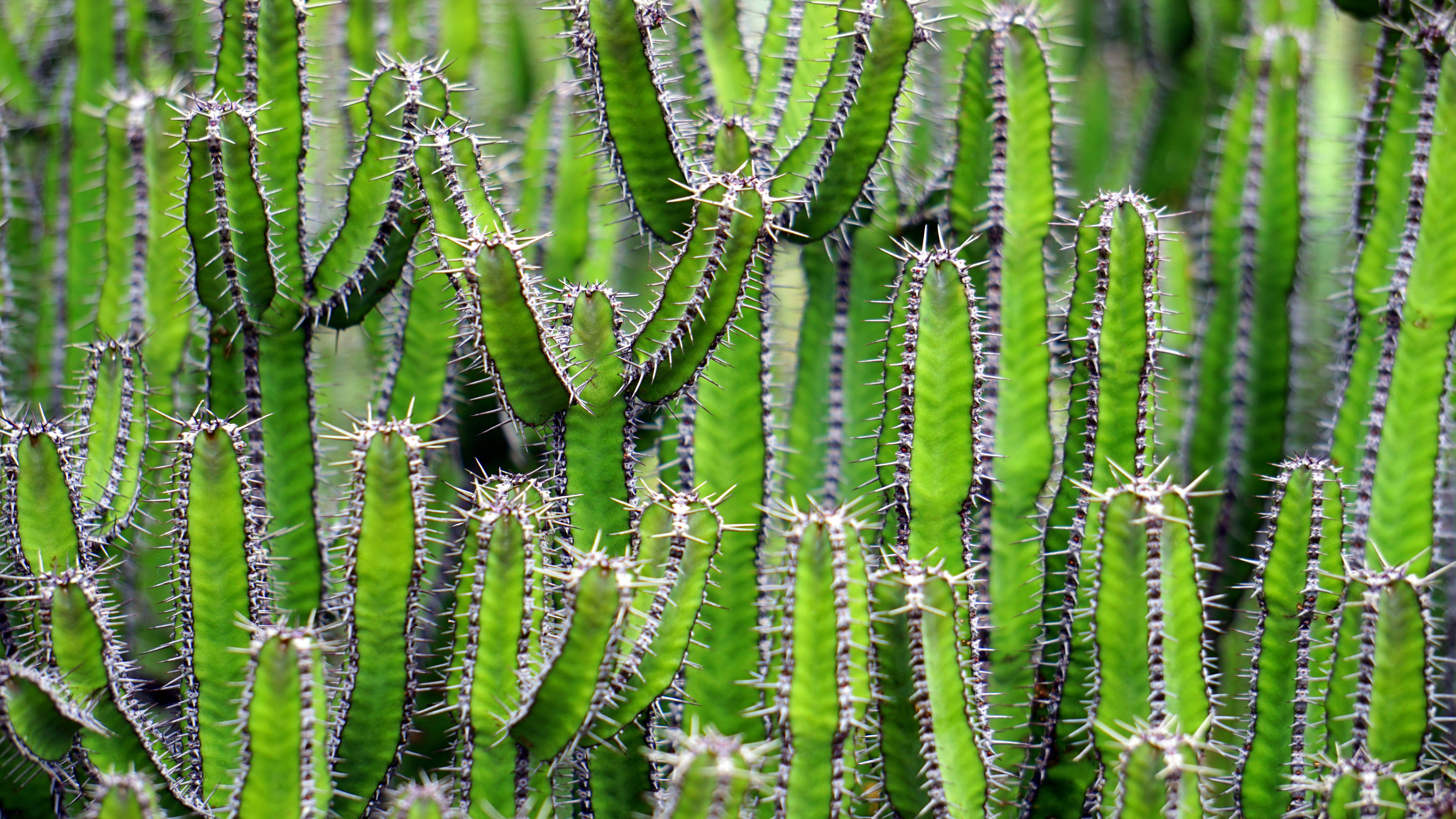 tall cactus plants, white thorns, vibrant green cacti, 5K Desktop Wallpaper
