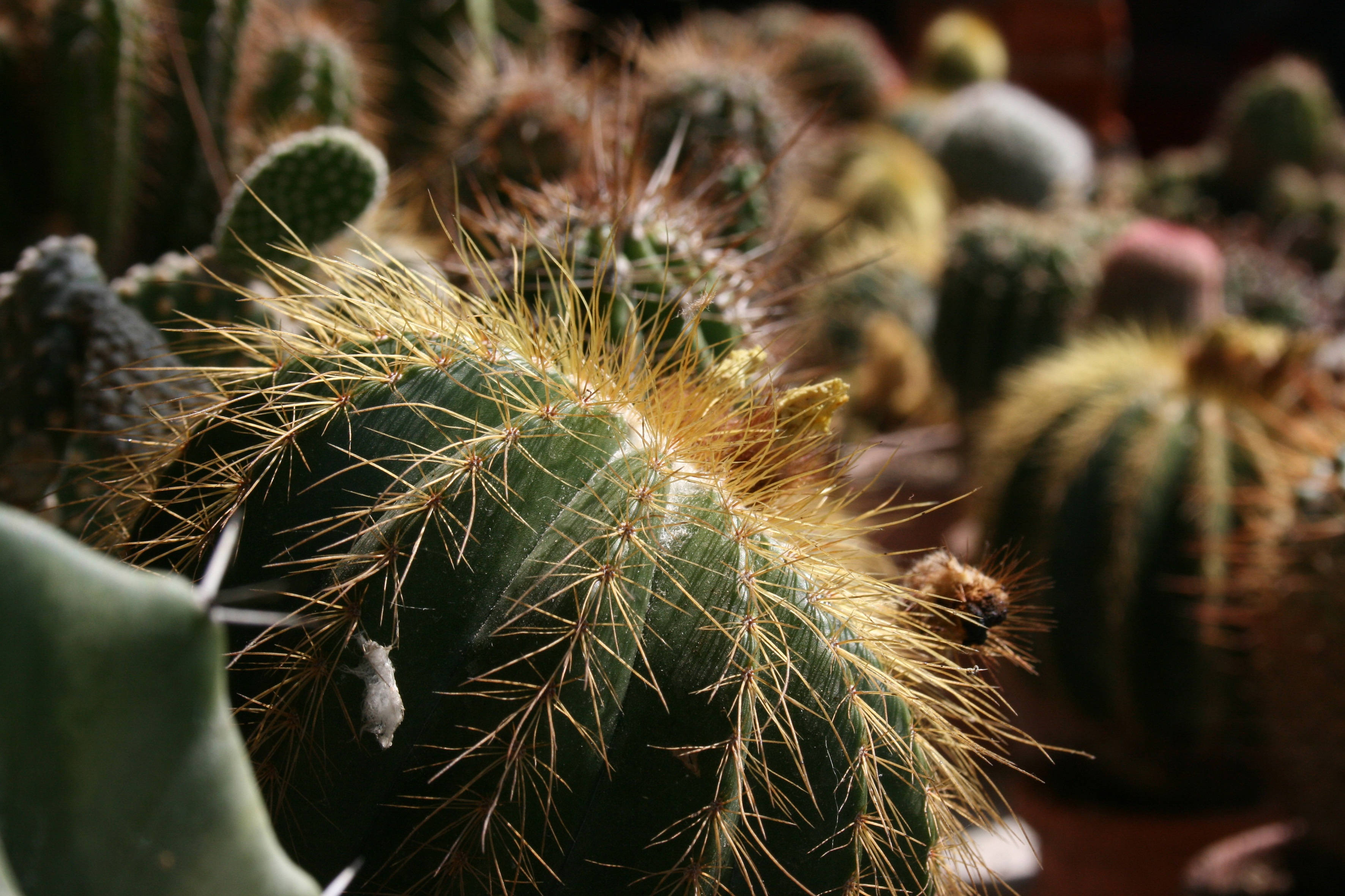 round cactus houseplant, spiky green cactus, golden bristles, 2K Desktop Wallpaper