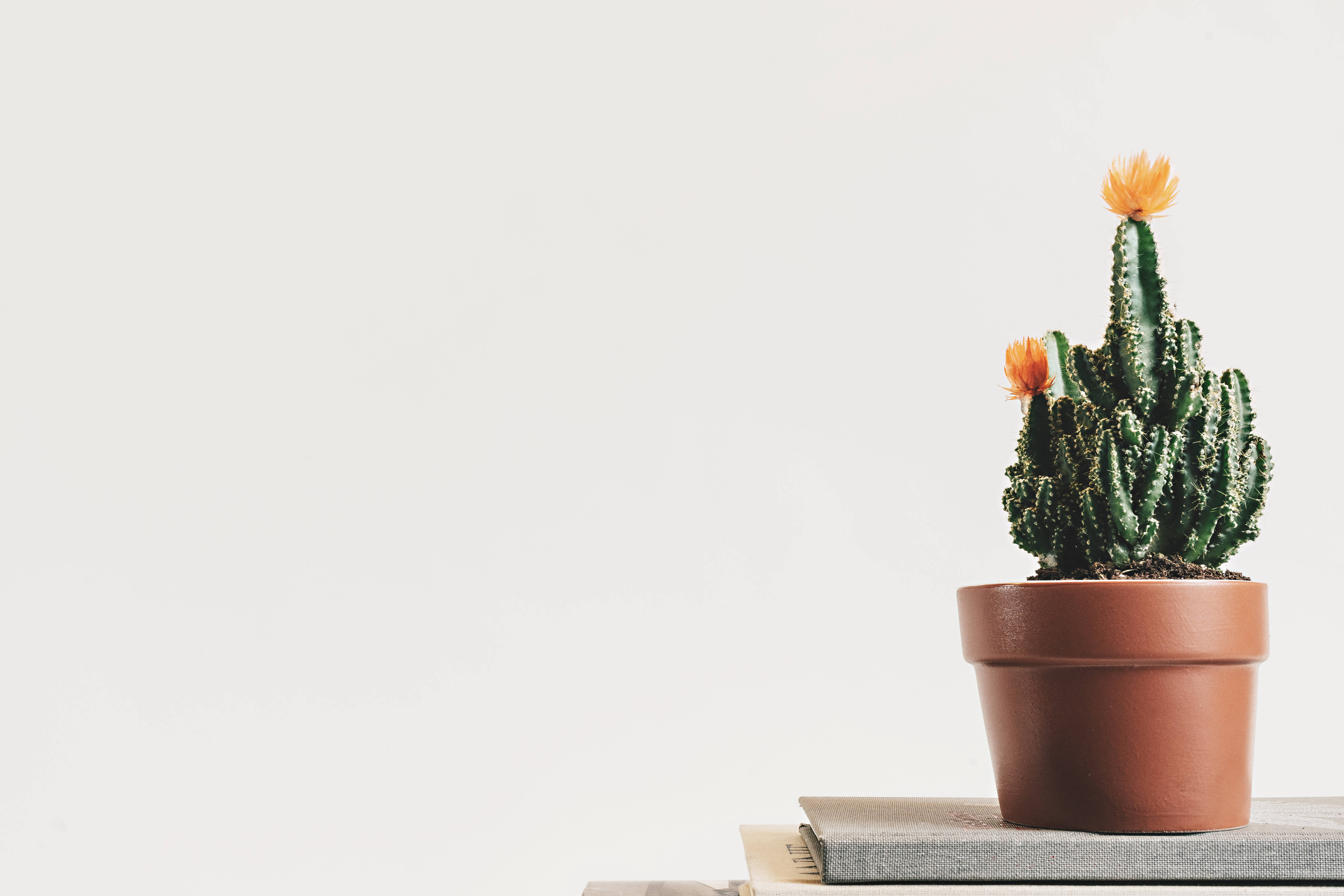 minimalist potted cactus, vibrant orange flowers, books, 5K Desktop Wallpaper