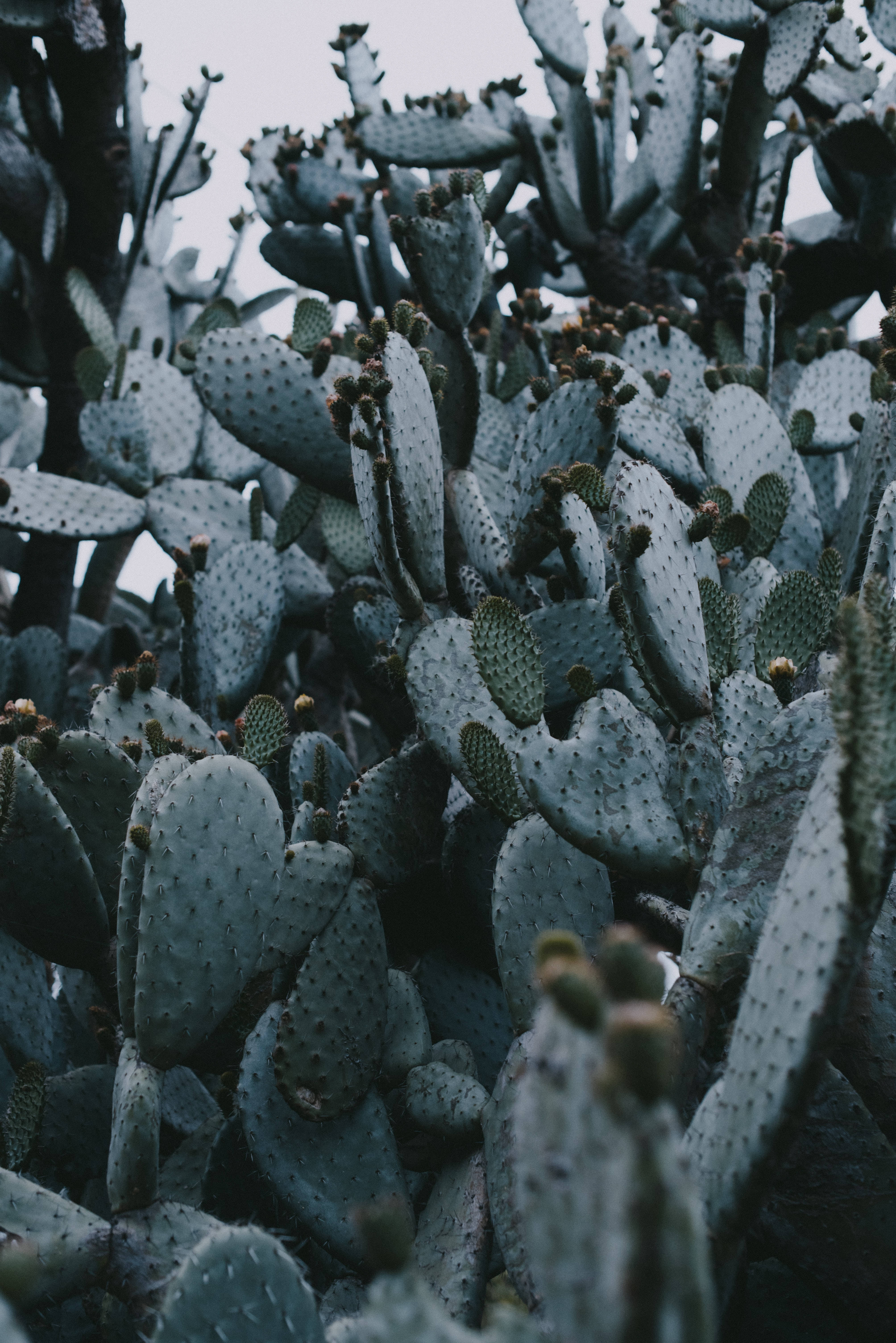 prickly pear cactus, muted blue-green pads, tiny spines, 5K Phone Wallpaper