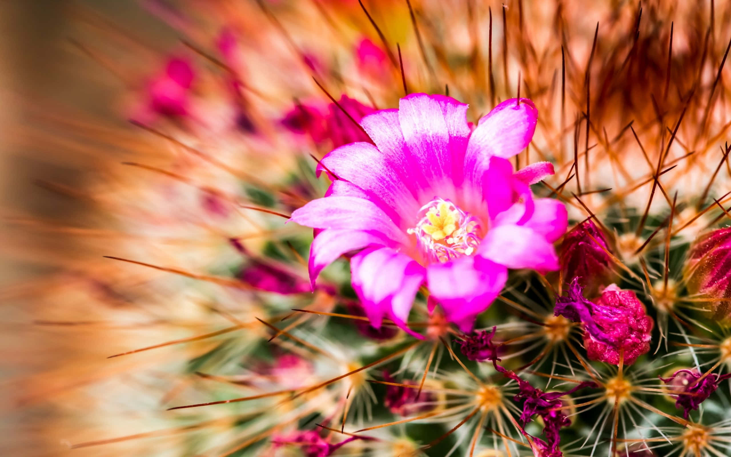 cactus flower, pink, desert, 2K Desktop Wallpaper