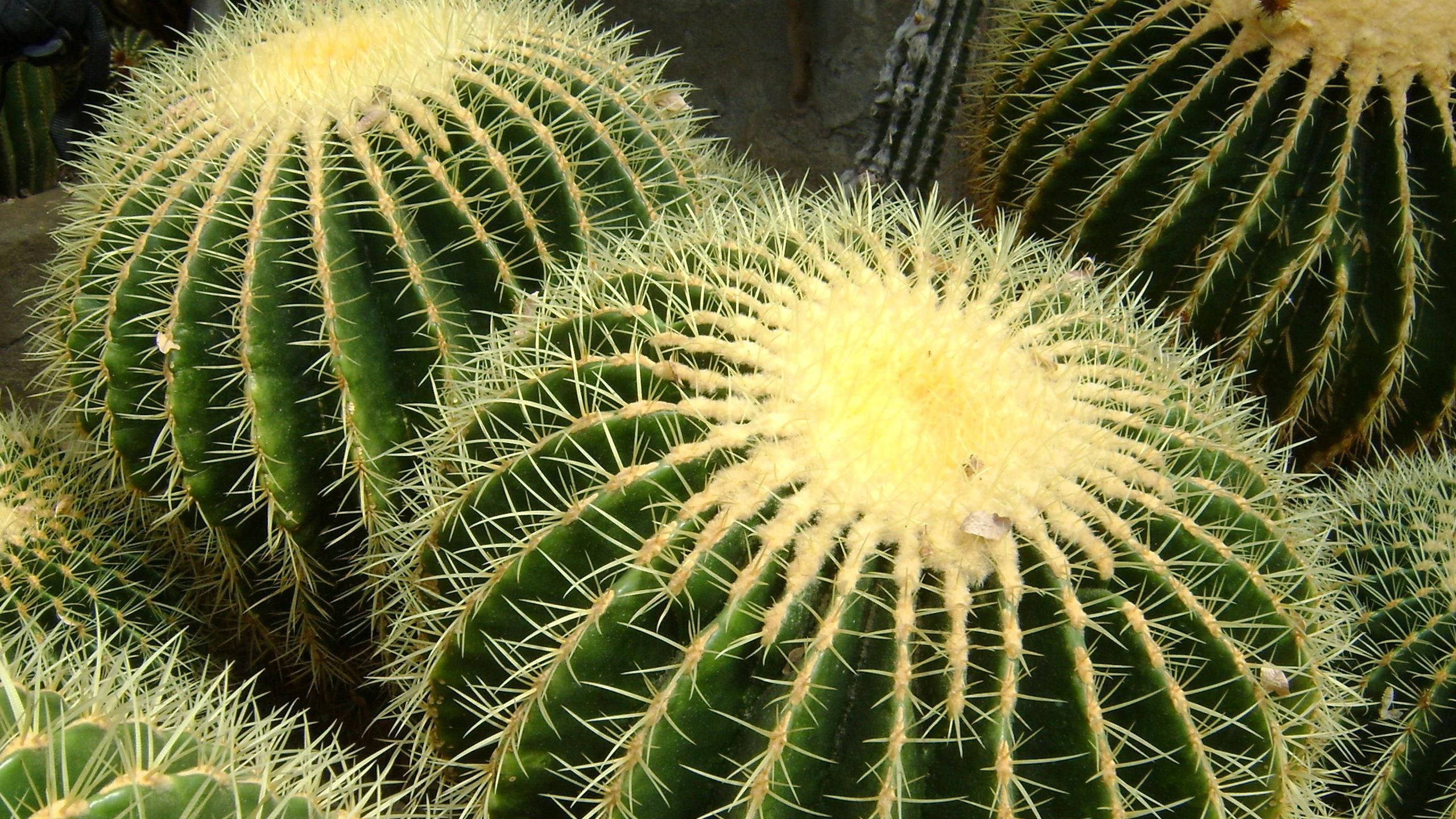 round barrel cactus, green barrel cacti, golden spines, 2K Desktop Wallpaper