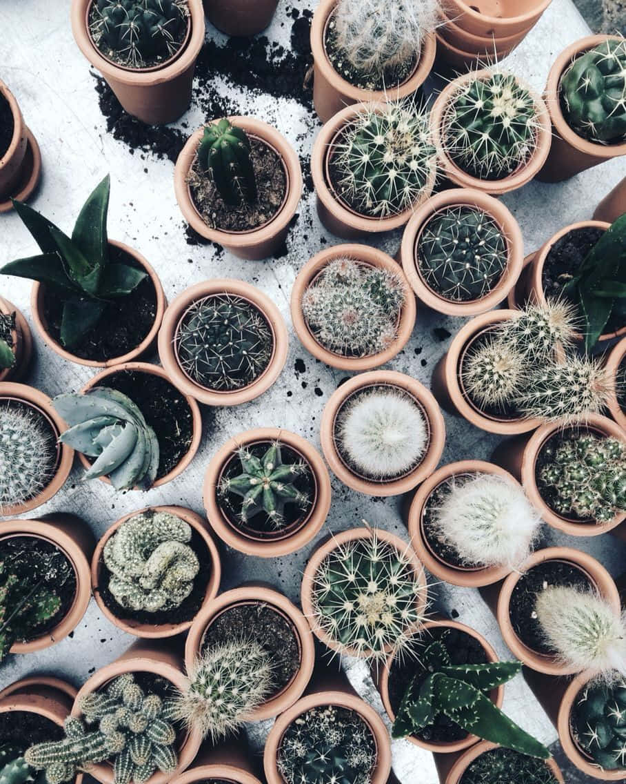 aesthetic cactus, succulents, terracotta pots, SD Phone Wallpaper