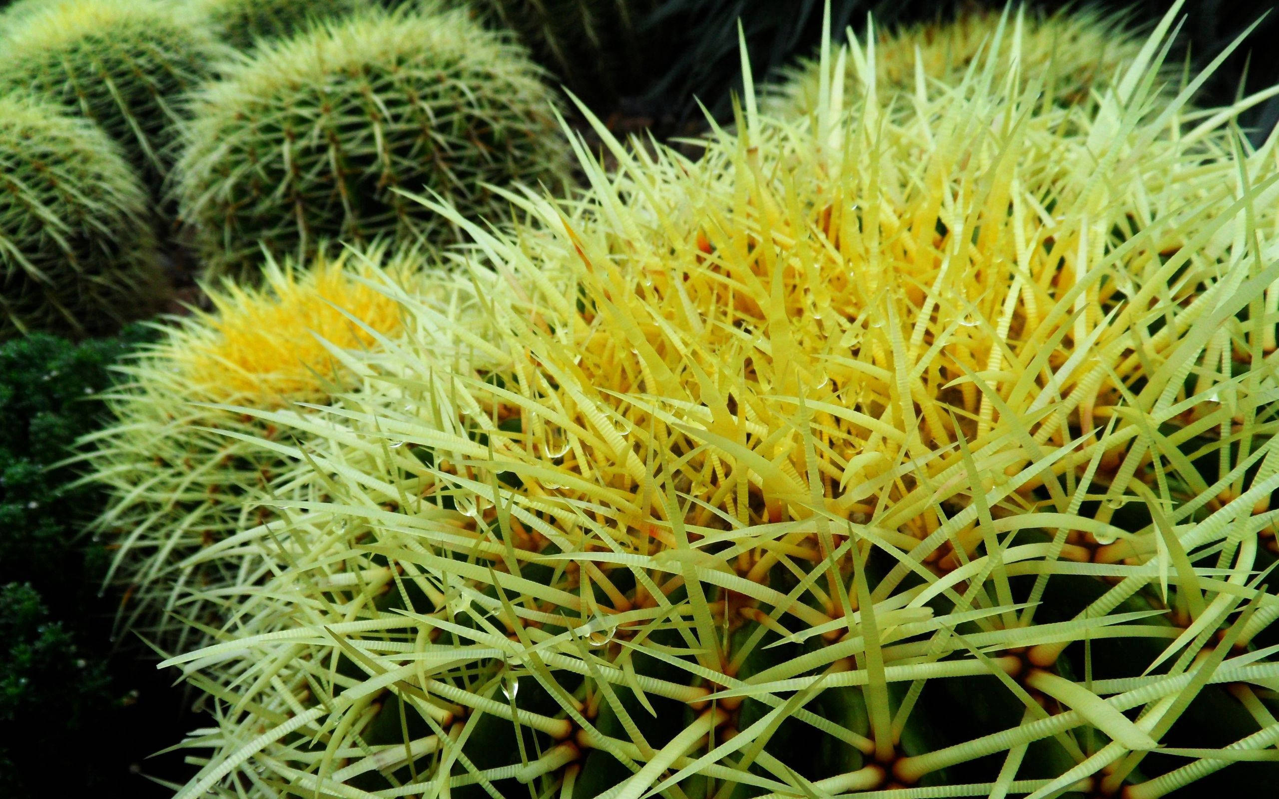 round cactus, yellow thorns, dew drops, 2K Desktop Wallpaper