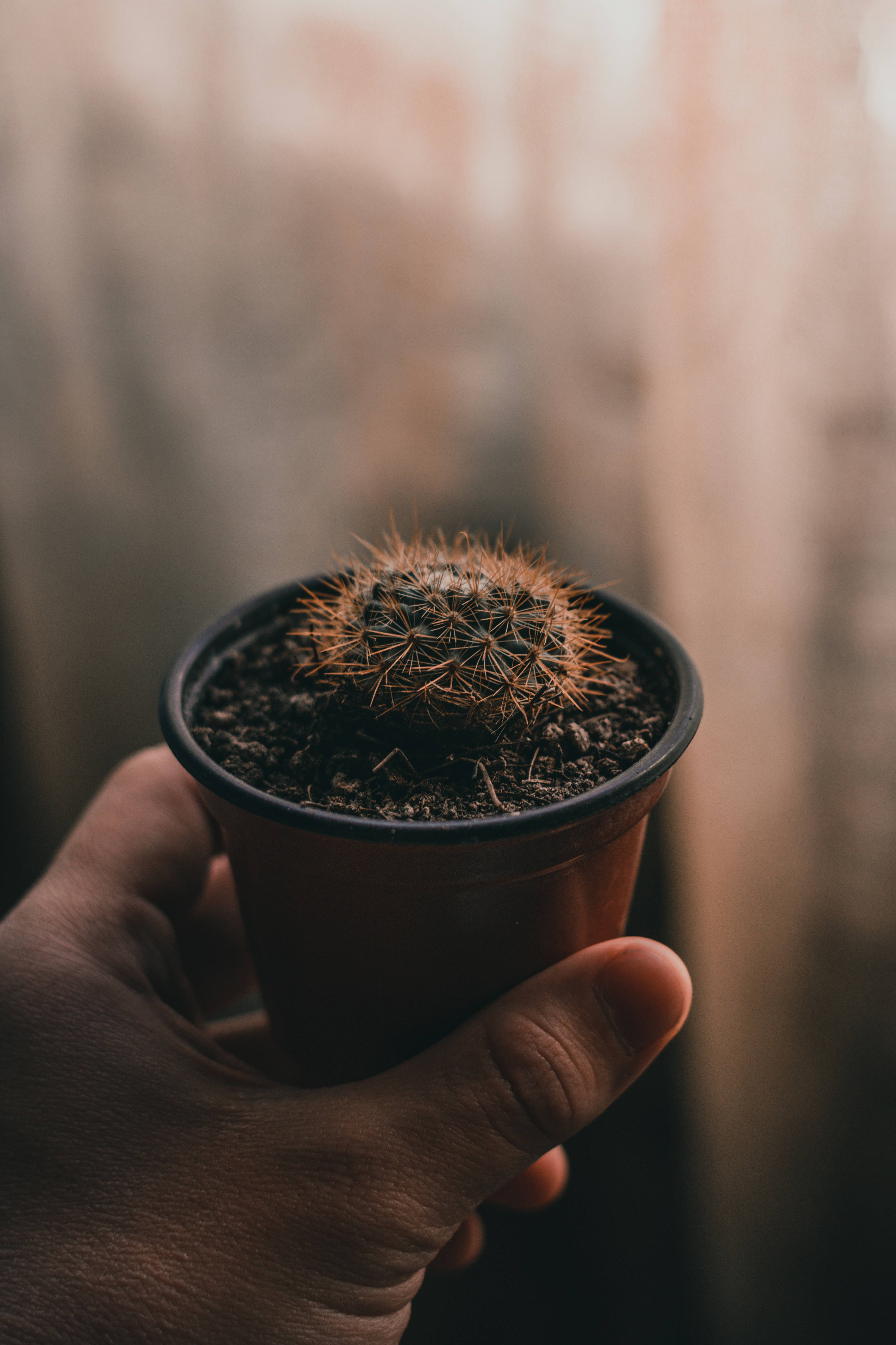 hand, baby cactus, potted cactus, 5K Phone Wallpaper