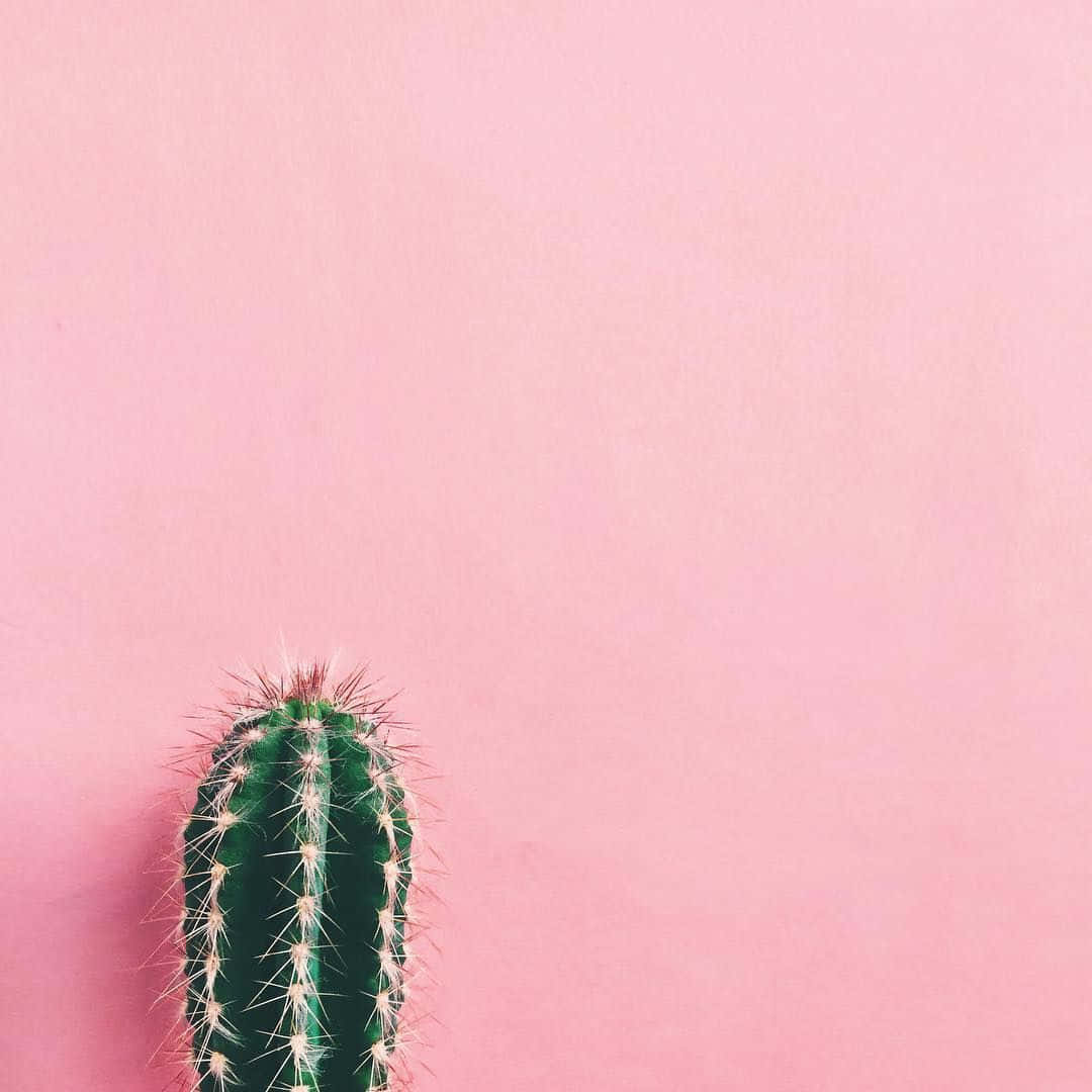 aesthetic cactus, pink wall, green spiky cactus, SD Desktop Wallpaper