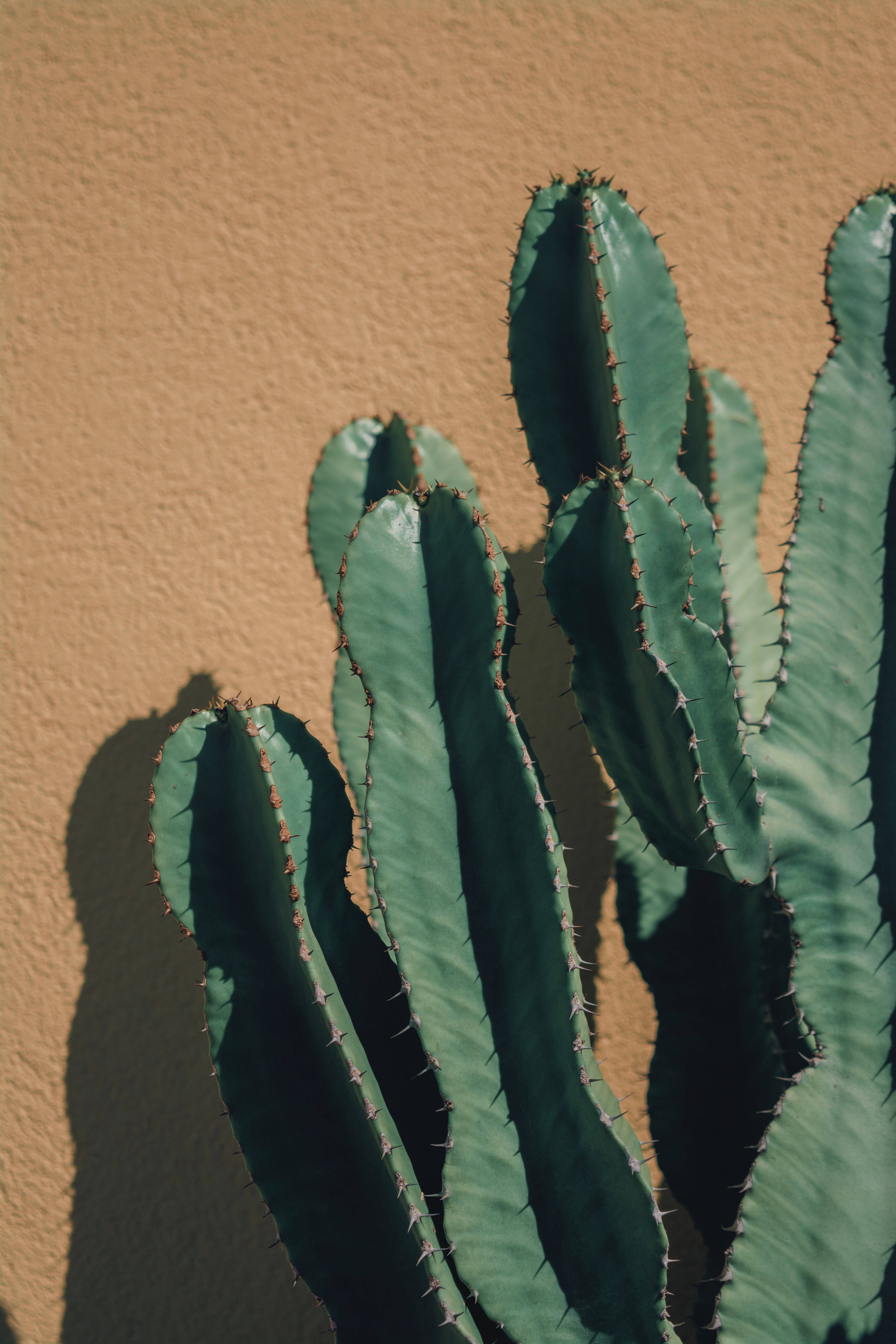 cactus, beige wall, bright sunlight, 5K Phone Wallpaper