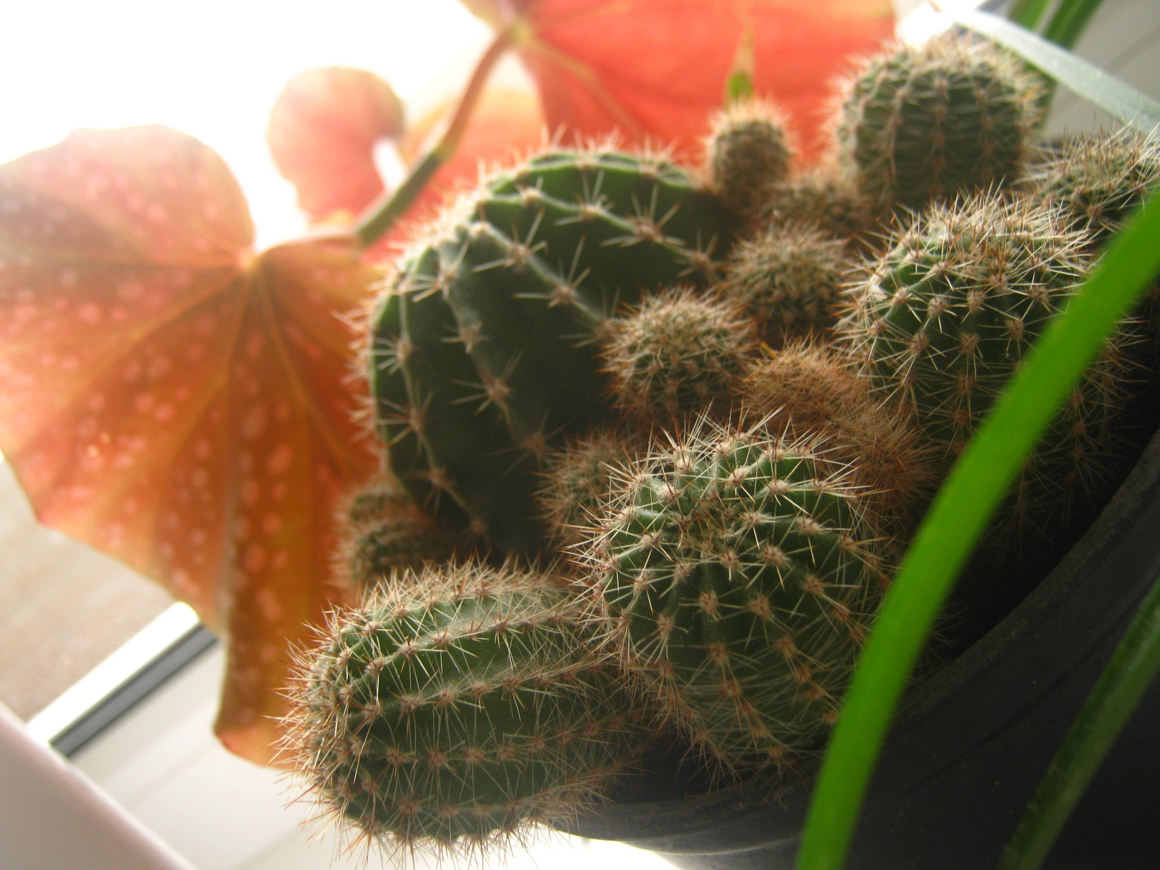 potted cactus, red plant, spiky green cacti, Full HD Desktop Wallpaper