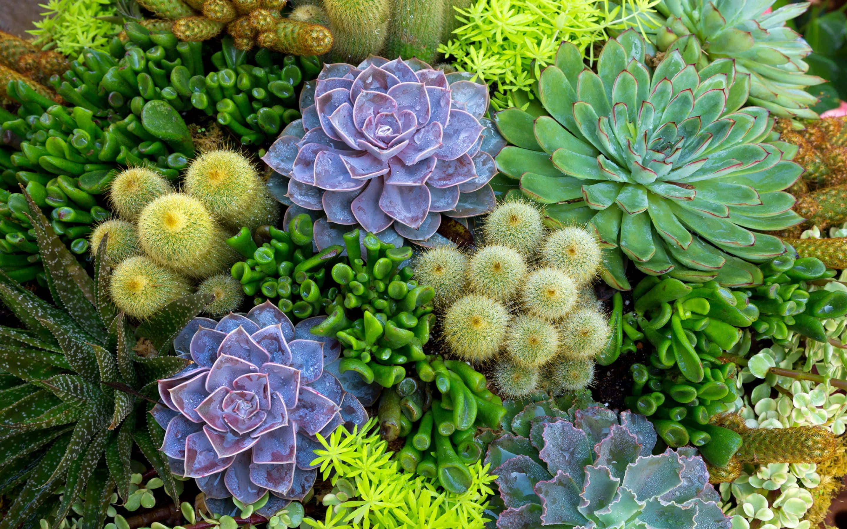 cactus, flower garden, lush greens, 2K Desktop Wallpaper