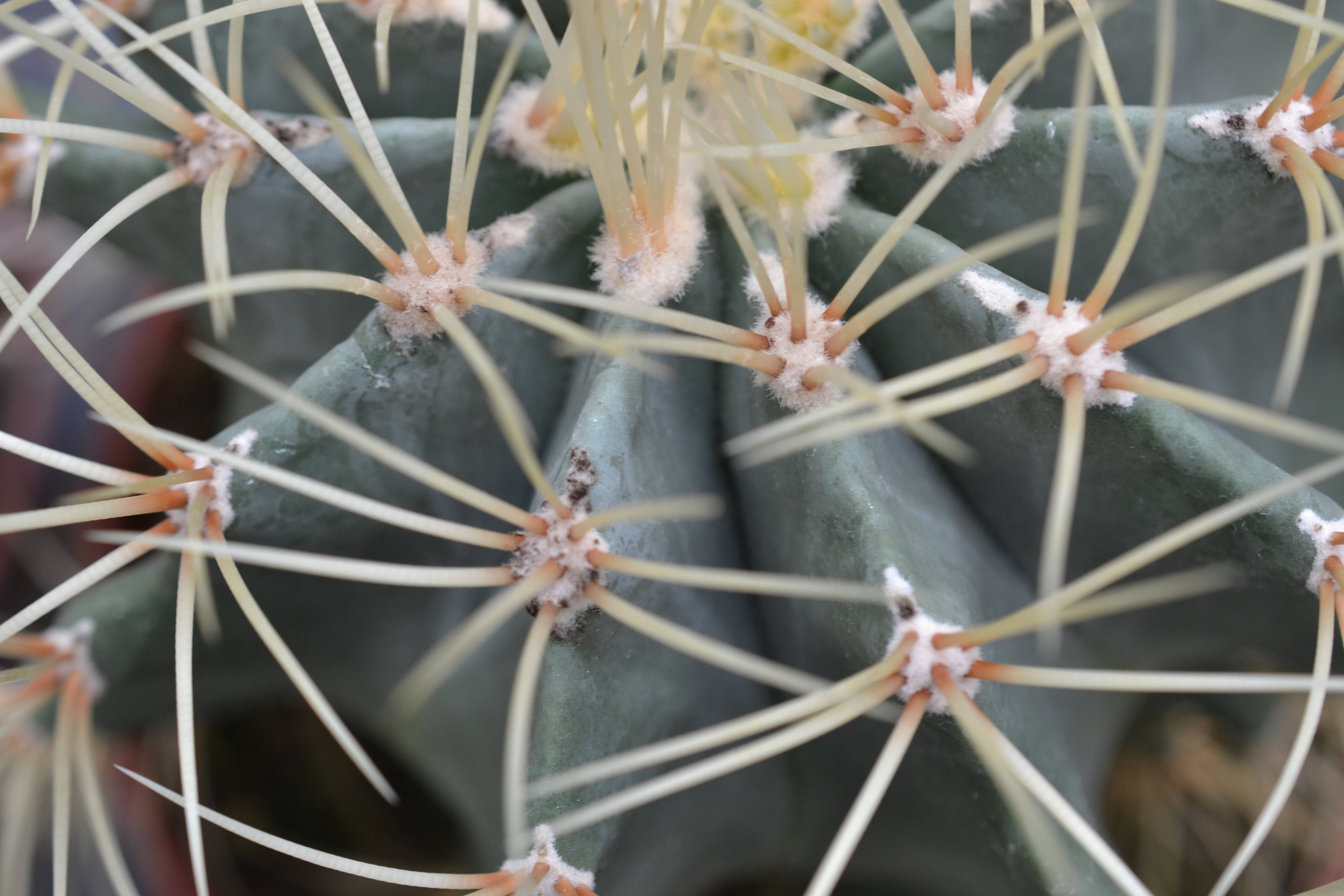 blue cactus flower, barrel cactus, pale spines, 4K Desktop Wallpaper