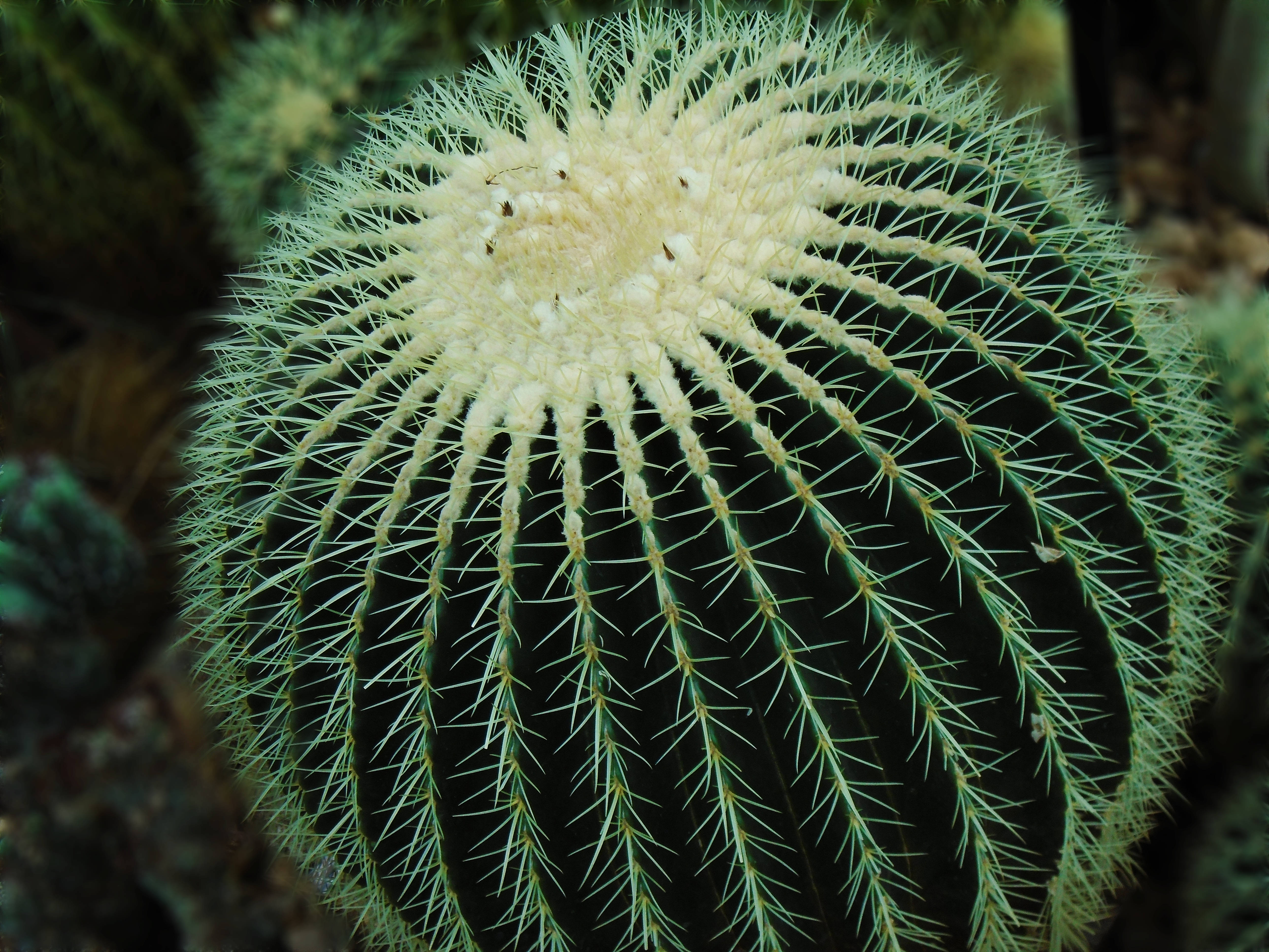 round cactus, spherical green cactus, sharp spines, 5K Desktop Wallpaper