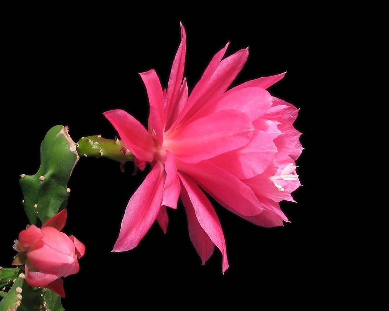 pink cactus flower, budding bloom, stark black background, HD Desktop Wallpaper