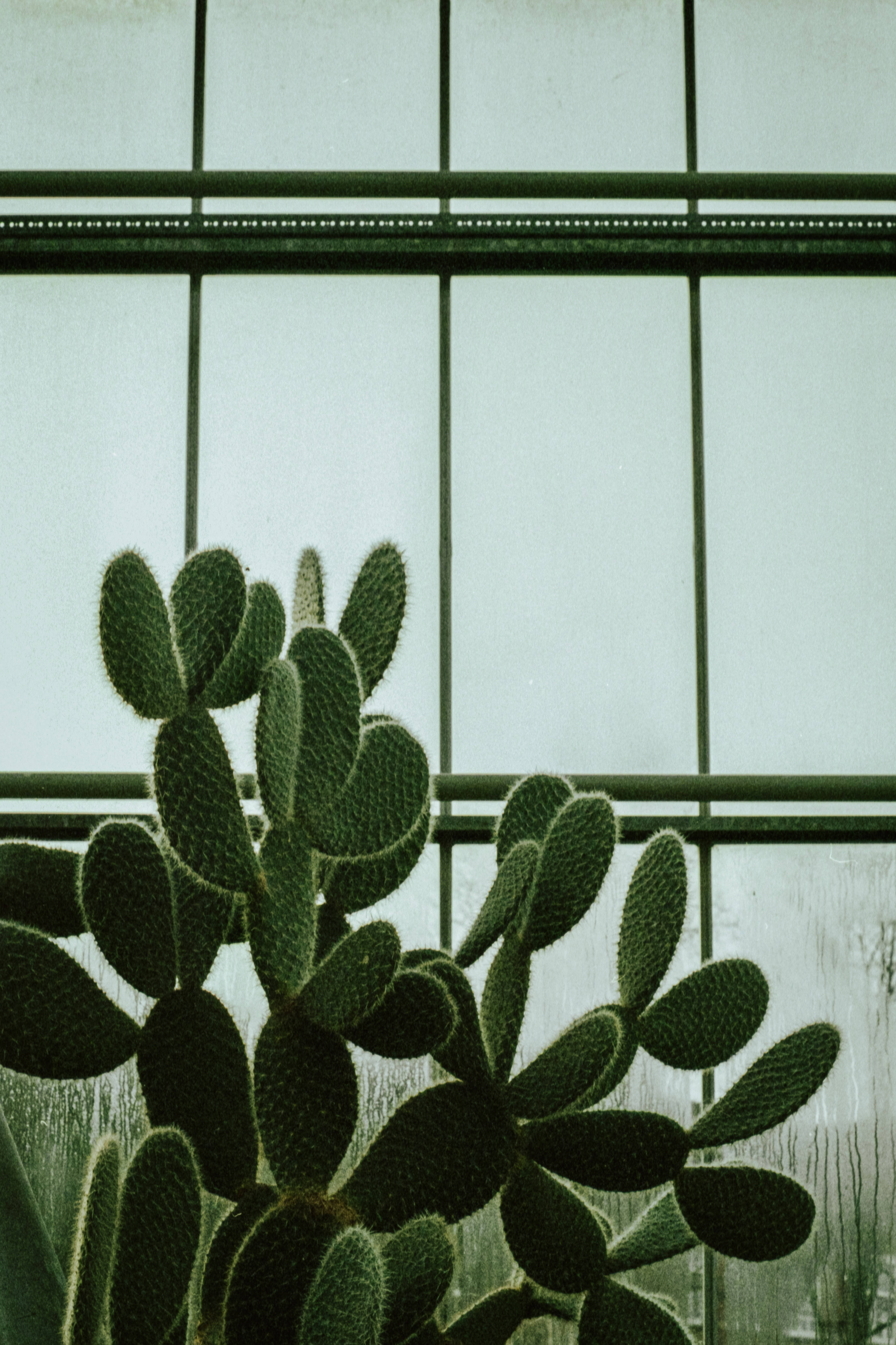 prickly pear cactus, fuzzy green pads, grid of glass panes, 5K Phone Wallpaper