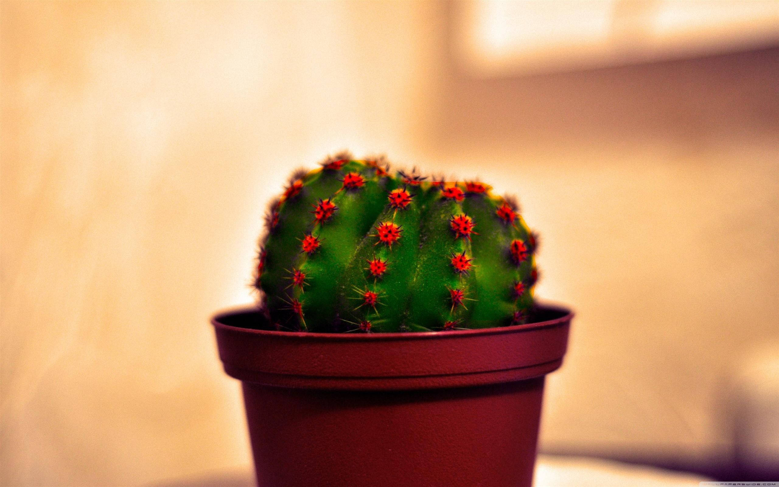 potted cactus, red flowers, terracotta pot, 2K Desktop Wallpaper