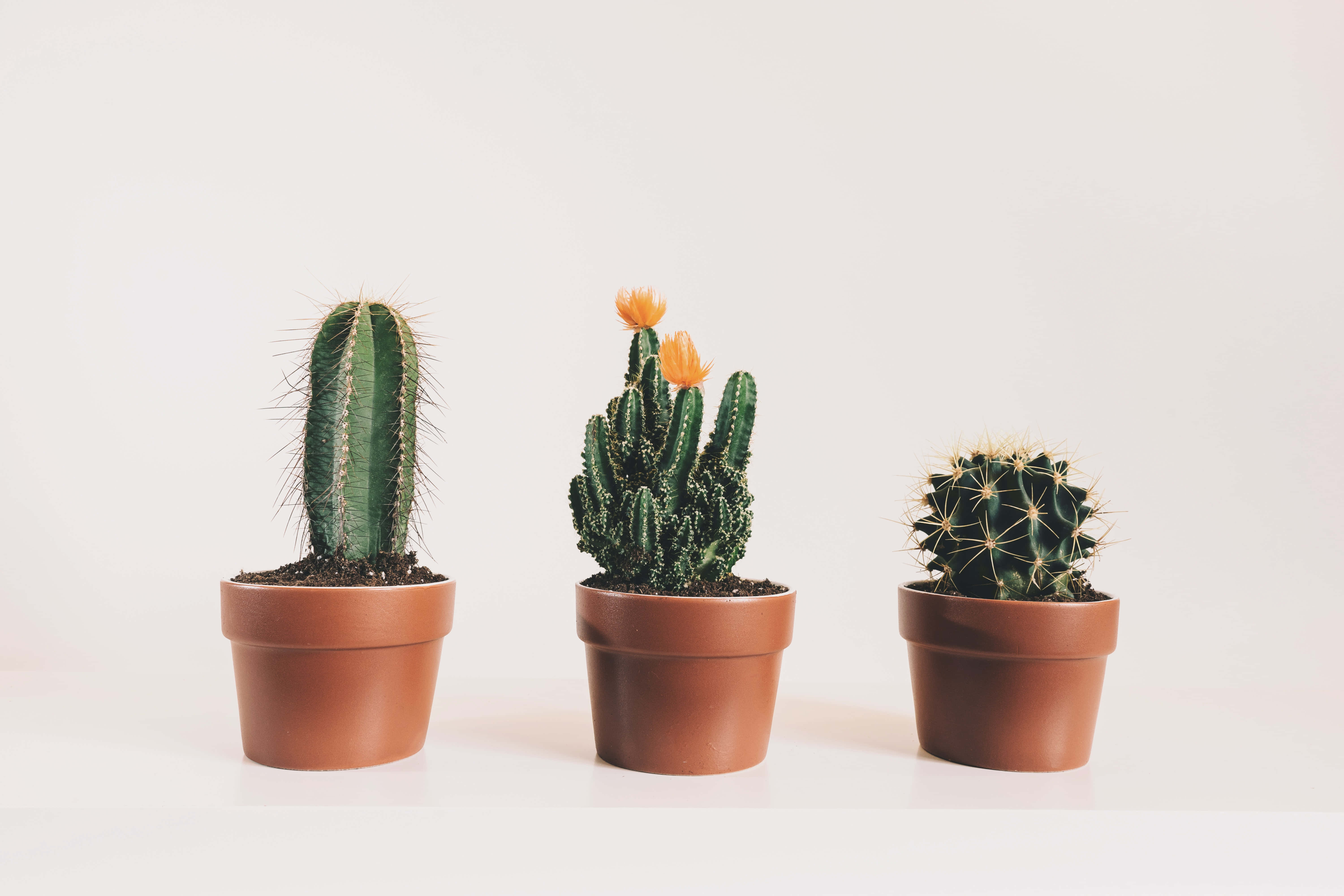 cactus flower, potted cacti, terracotta pots, 5K Desktop Wallpaper